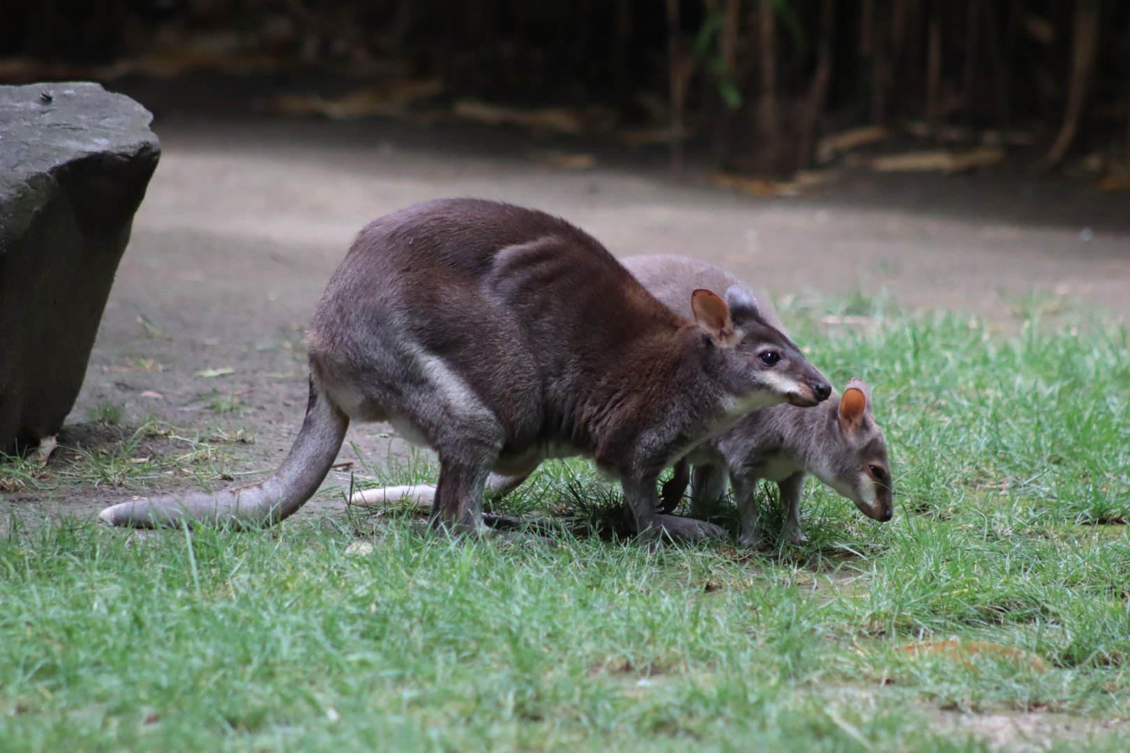 Dusky Pademelon - 6th July 2024