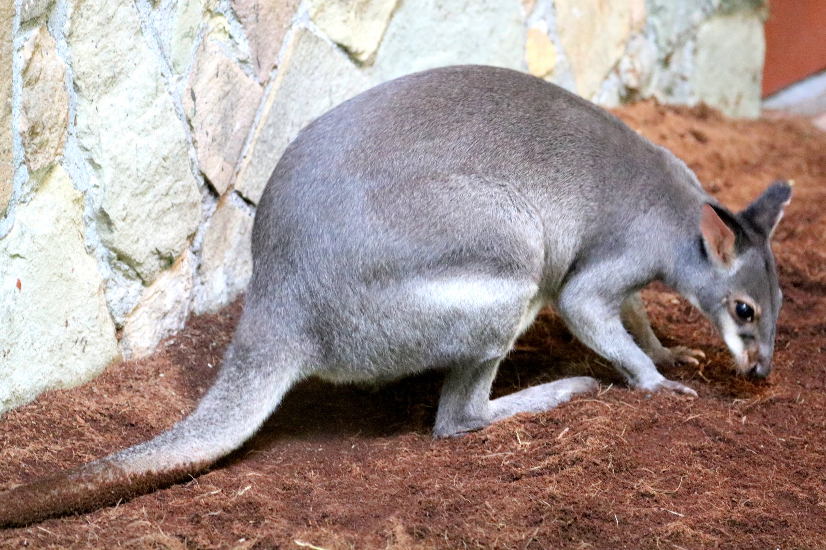 Dusky pademelon; Antwerp; 7th September 2018