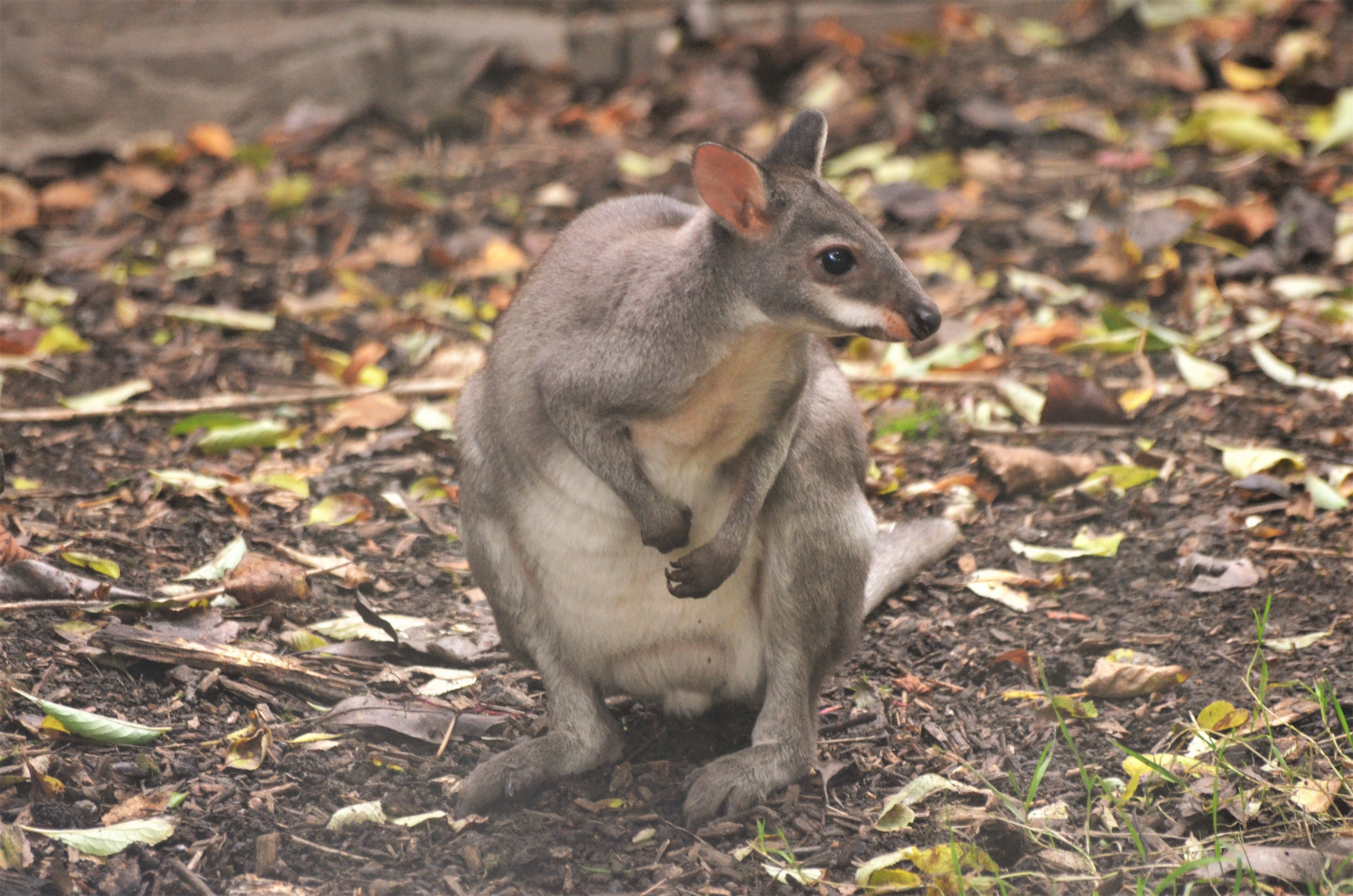 Dusky Pademelon at Chester, 30/09/17
