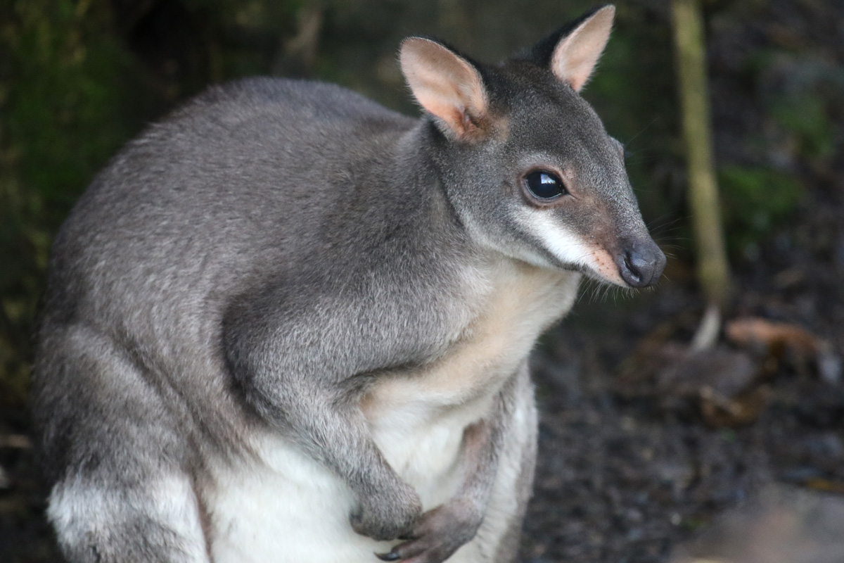 Dusky Pademelon at Chester Zoo, 23rd December 2017.