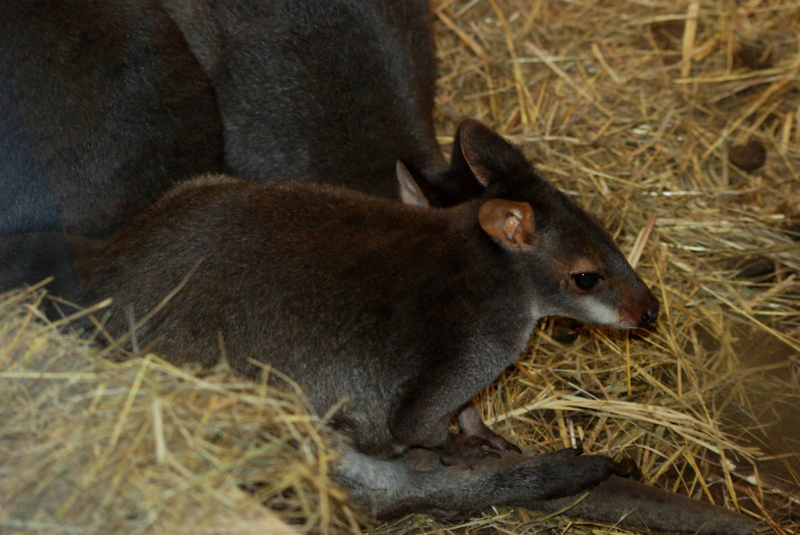 Dusky Pademelon at Pilsen, 31/08/12