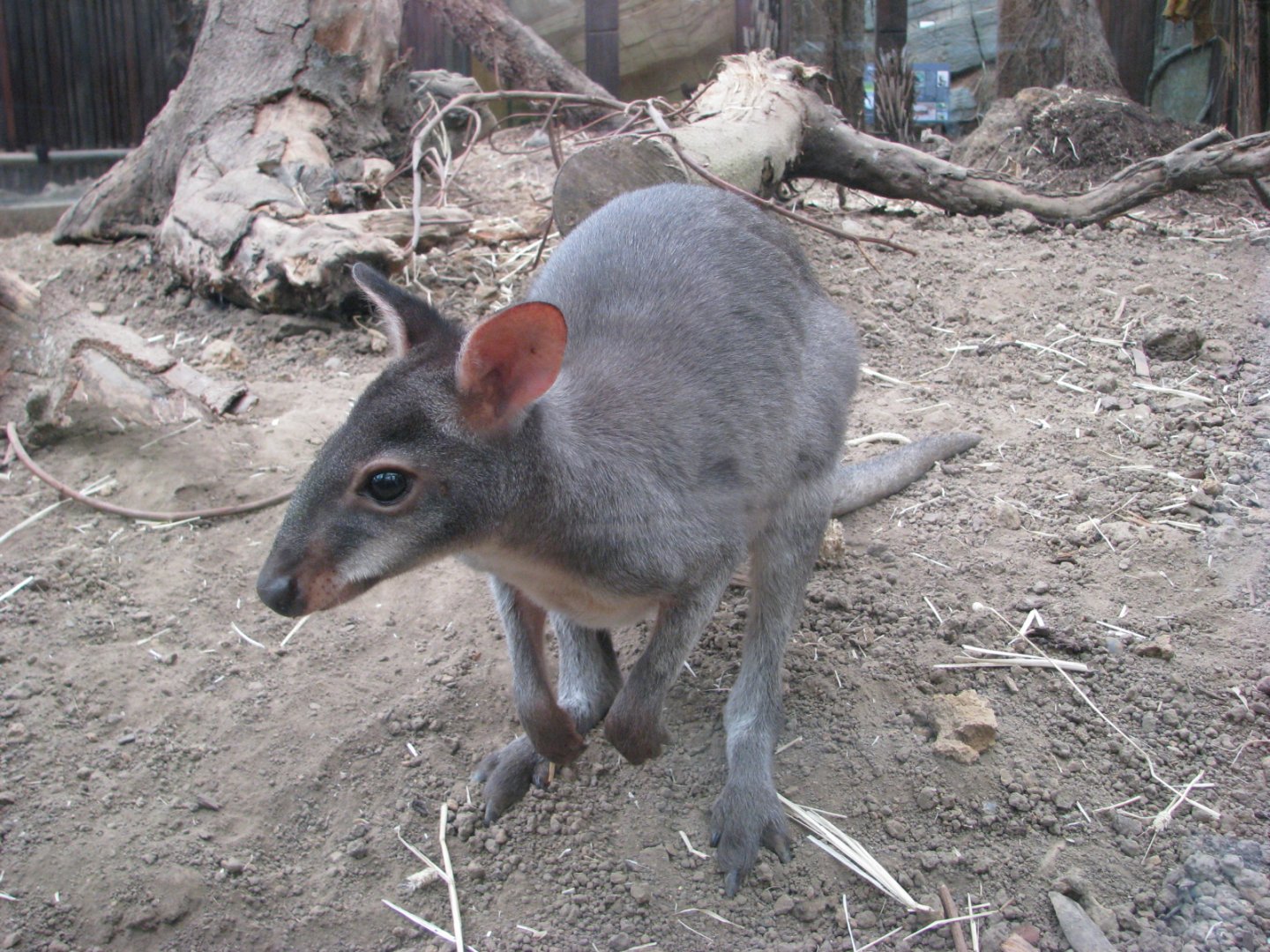Dusky pademelon - August 2015