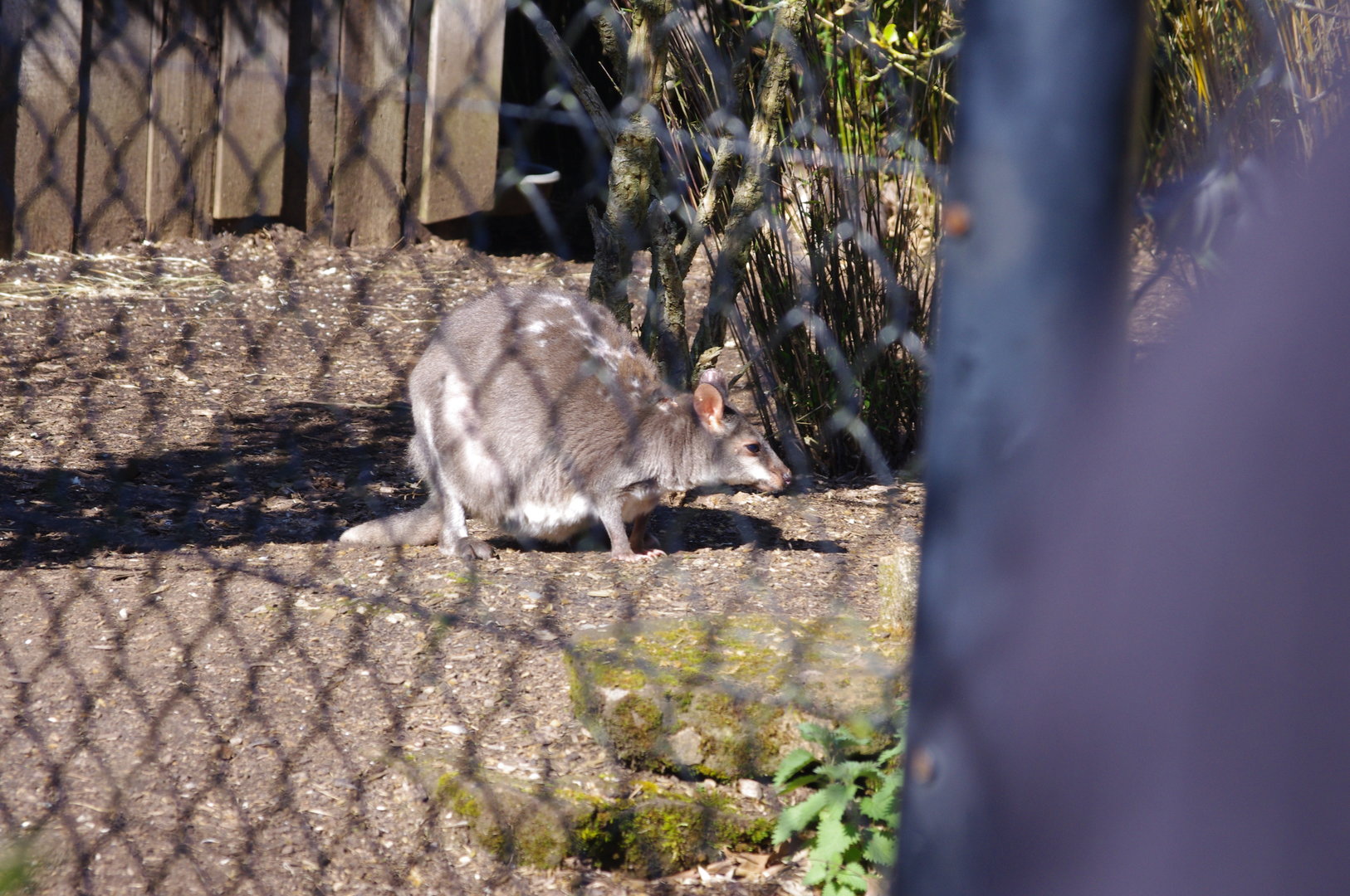 Dusky Pademelon- Chester Zoo 4/4/2023