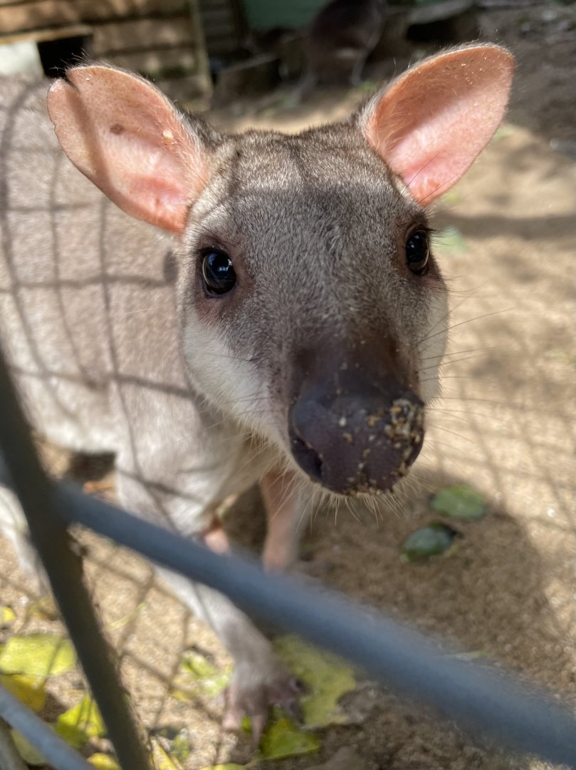 Dusky Pademelon Close-up
