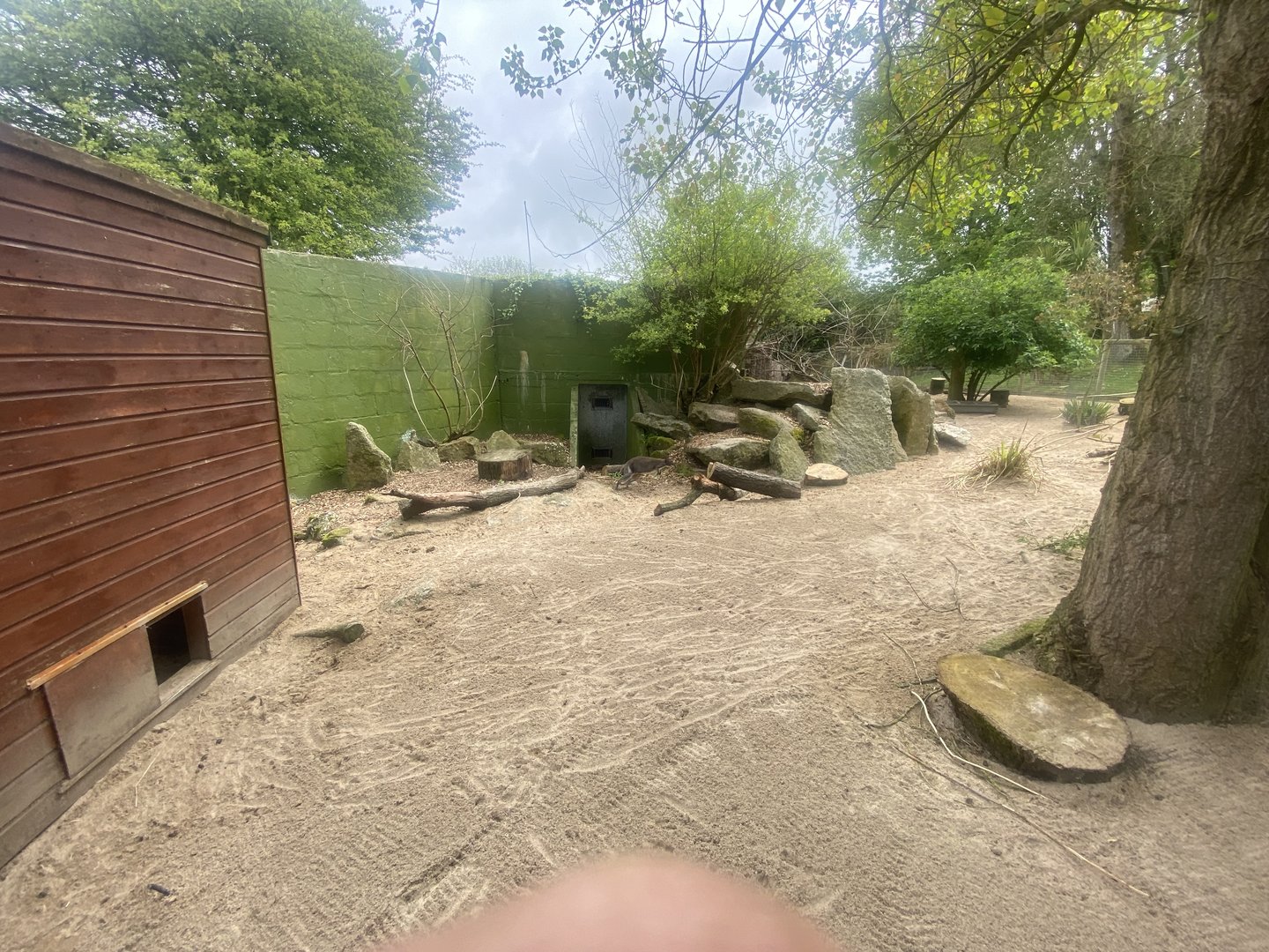 Dusky pademelon enclosure 060523