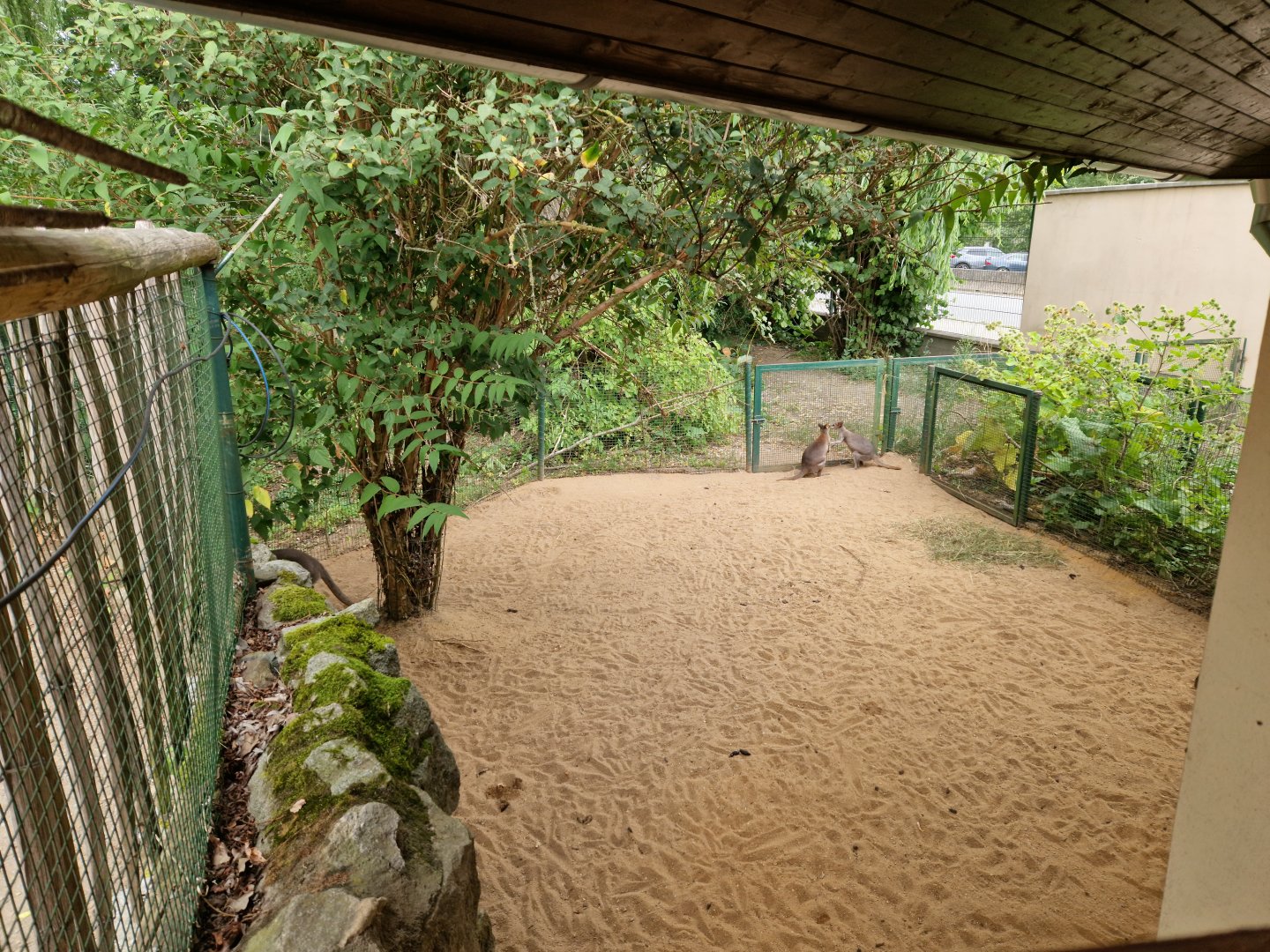 Dusky pademelon enclosure