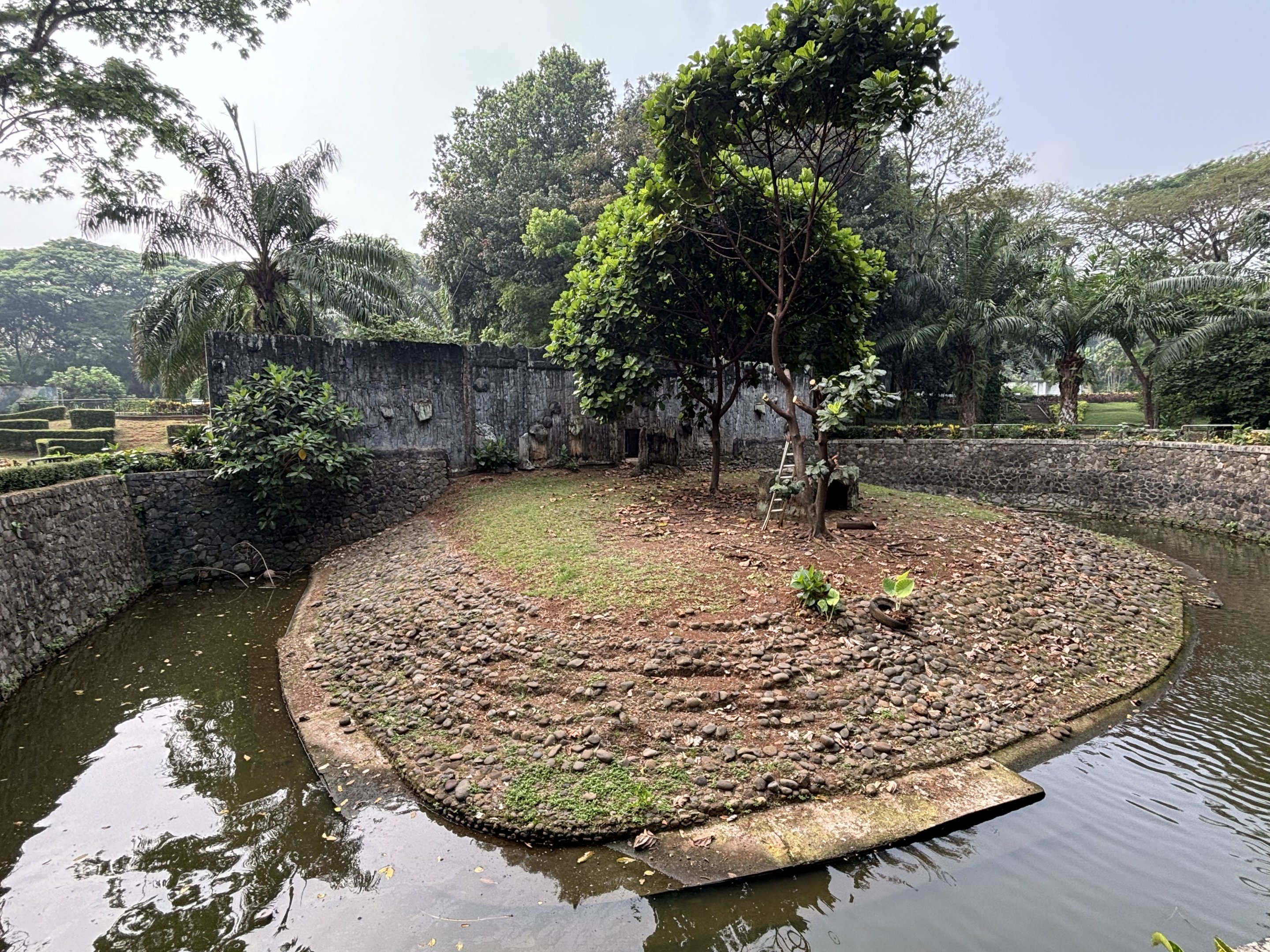 Dusky Pademelon Exhibit #1