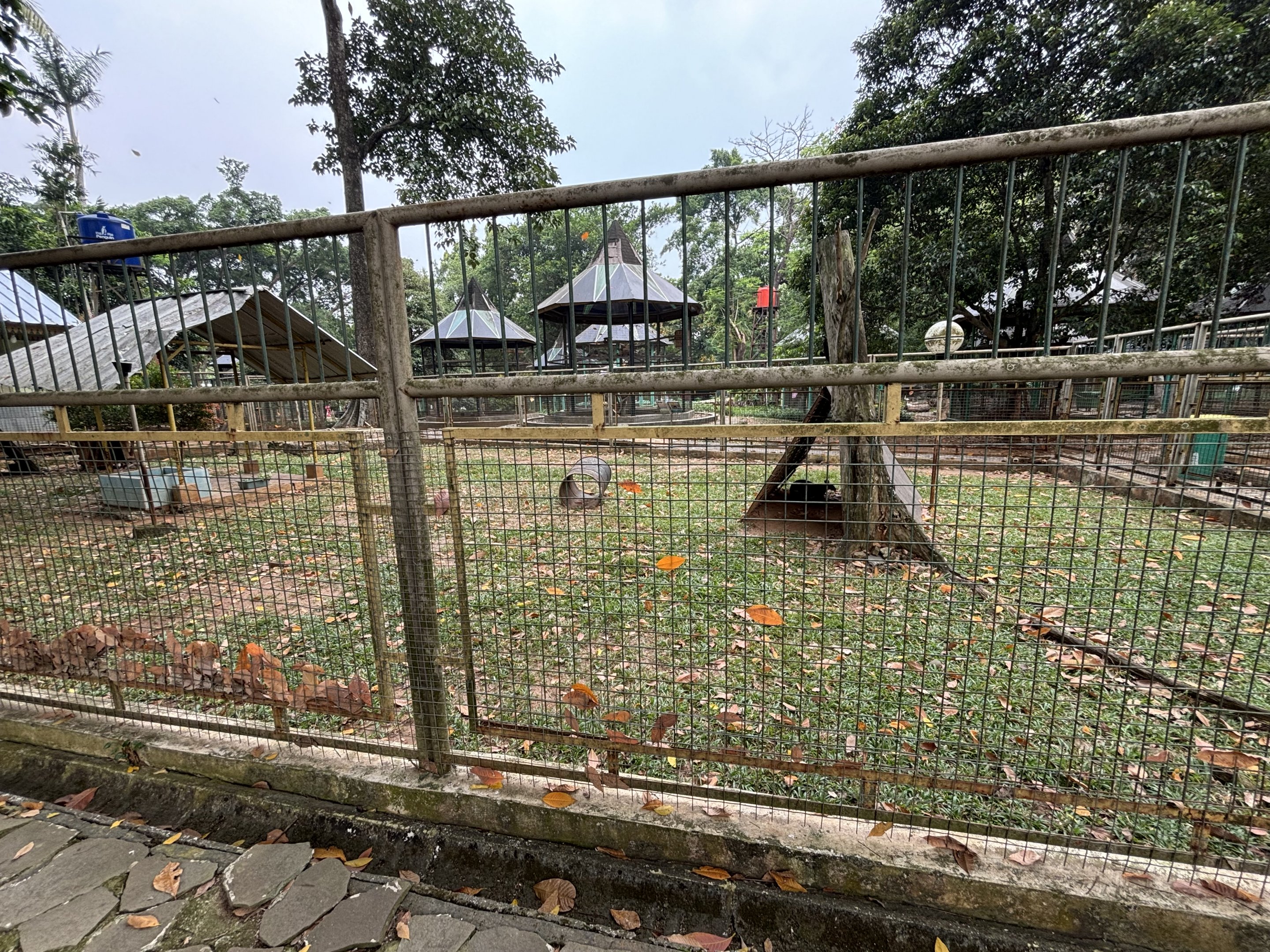 Dusky Pademelon Exhibit #2