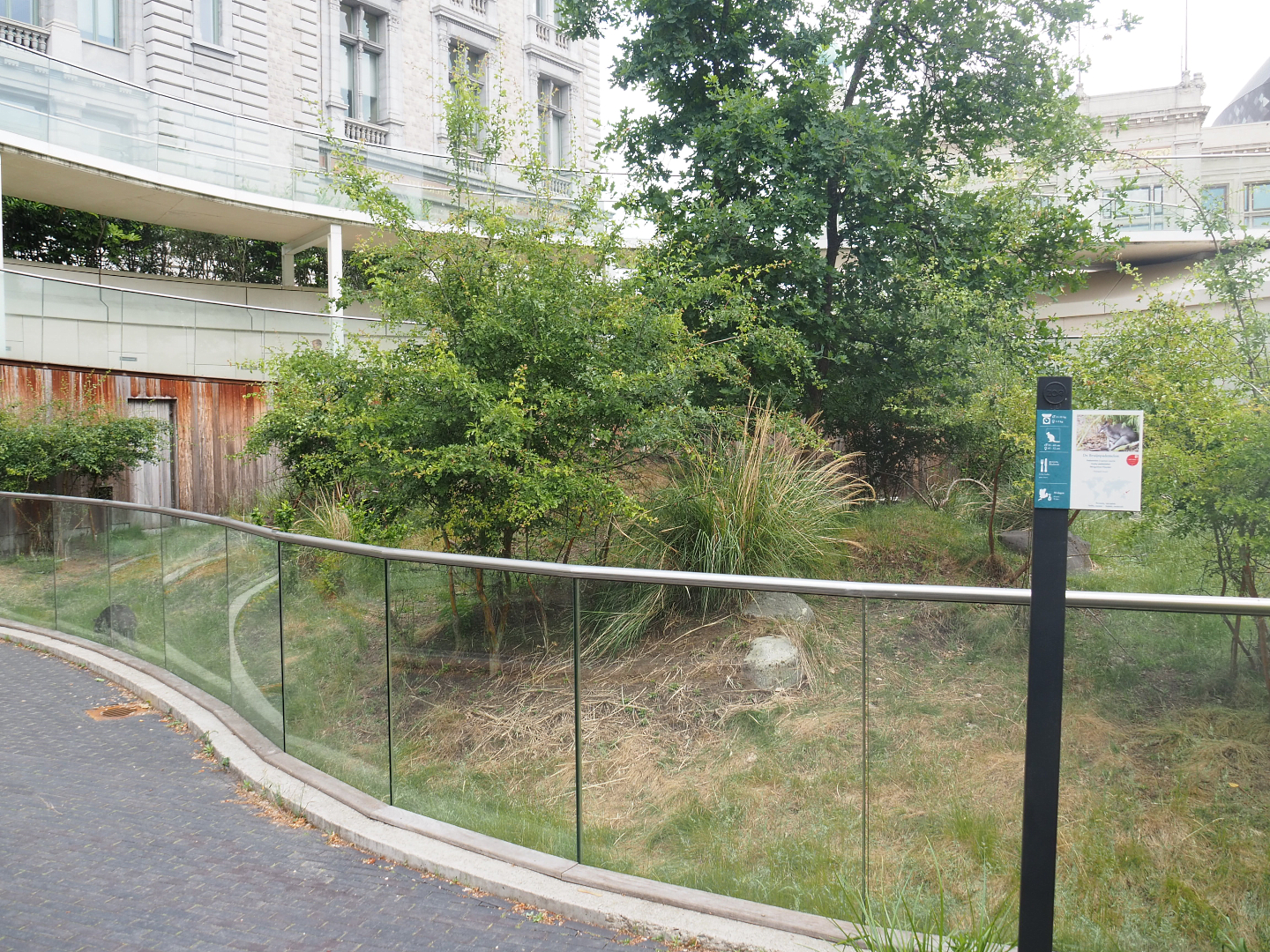 Dusky pademelon exhibit, 2022-05-26