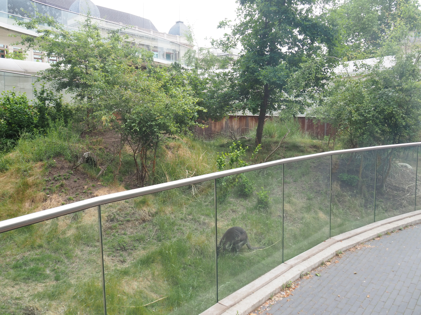 Dusky pademelon exhibit, 2022-05-26