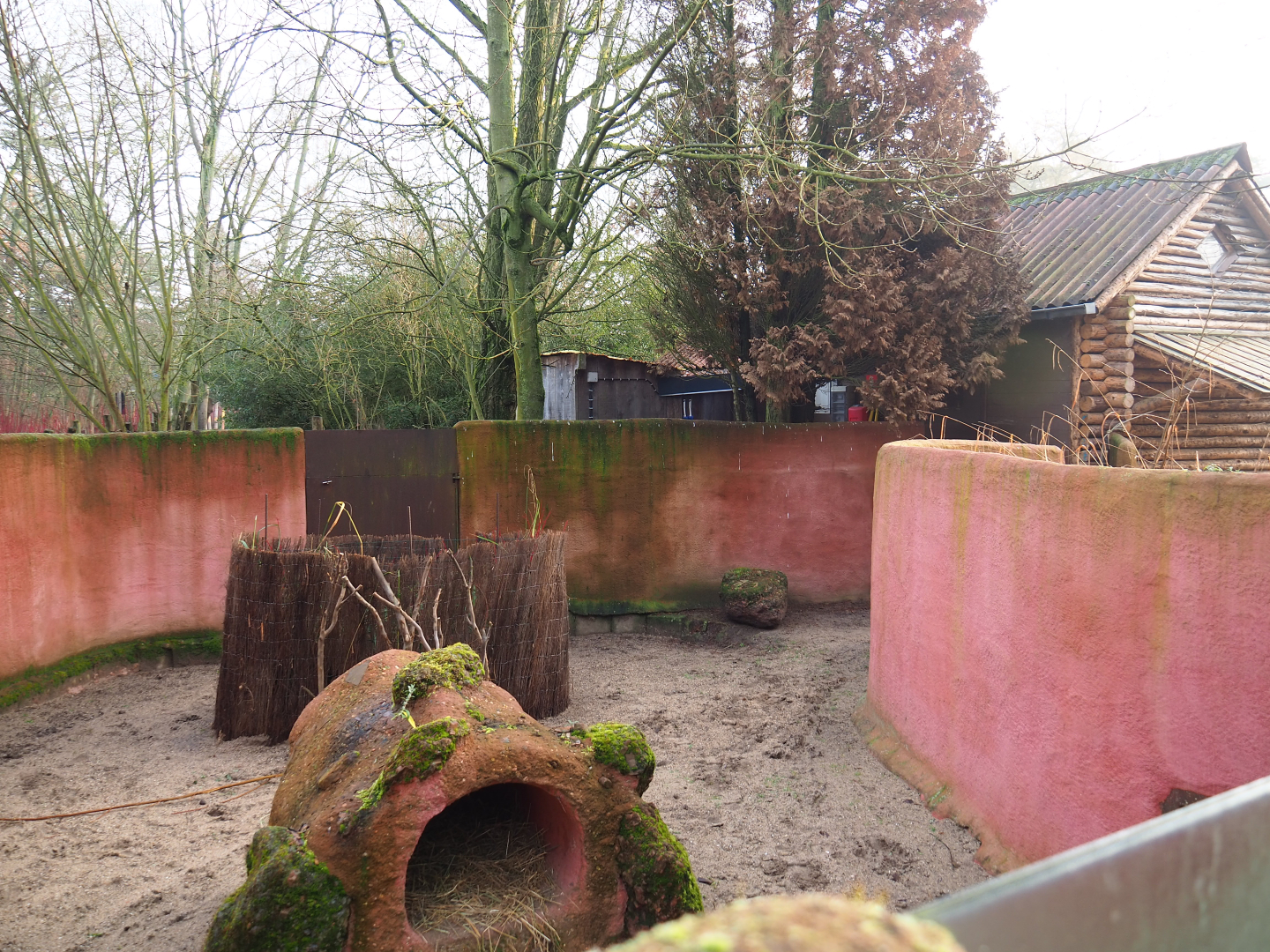 Dusky pademelon exhibit (formerly wombat separation), 2019-12-28