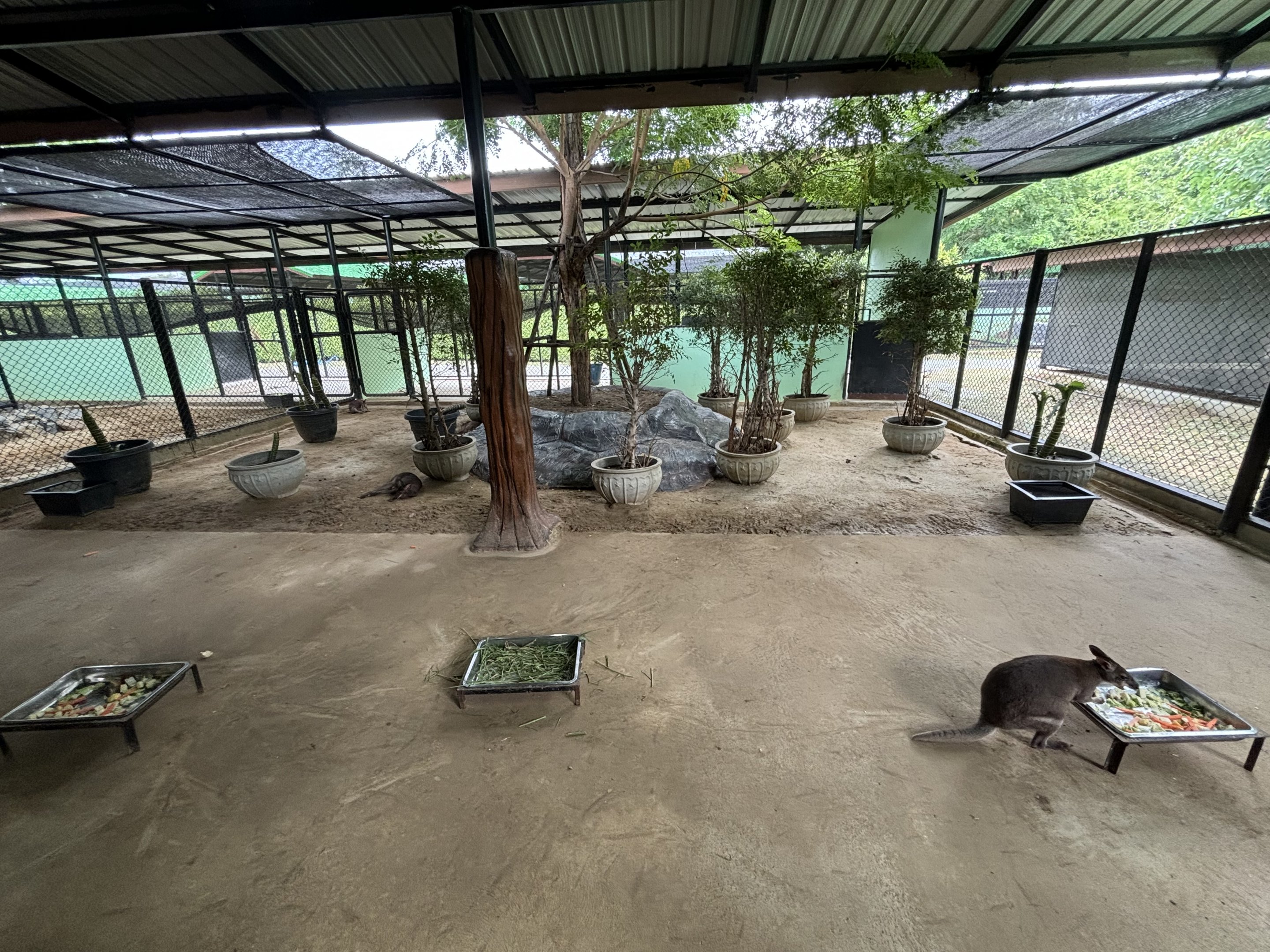 Dusky Pademelon Exhibit - Lion Park