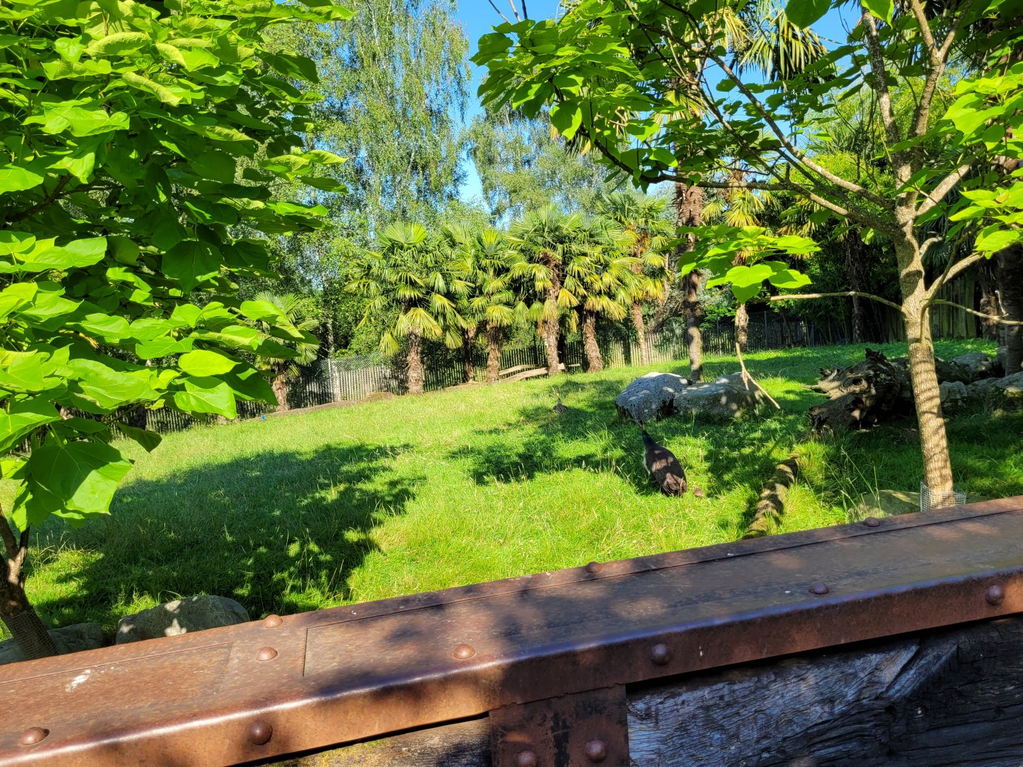 Dusky pademelon exhibit -Zoo d'Asson (2022)