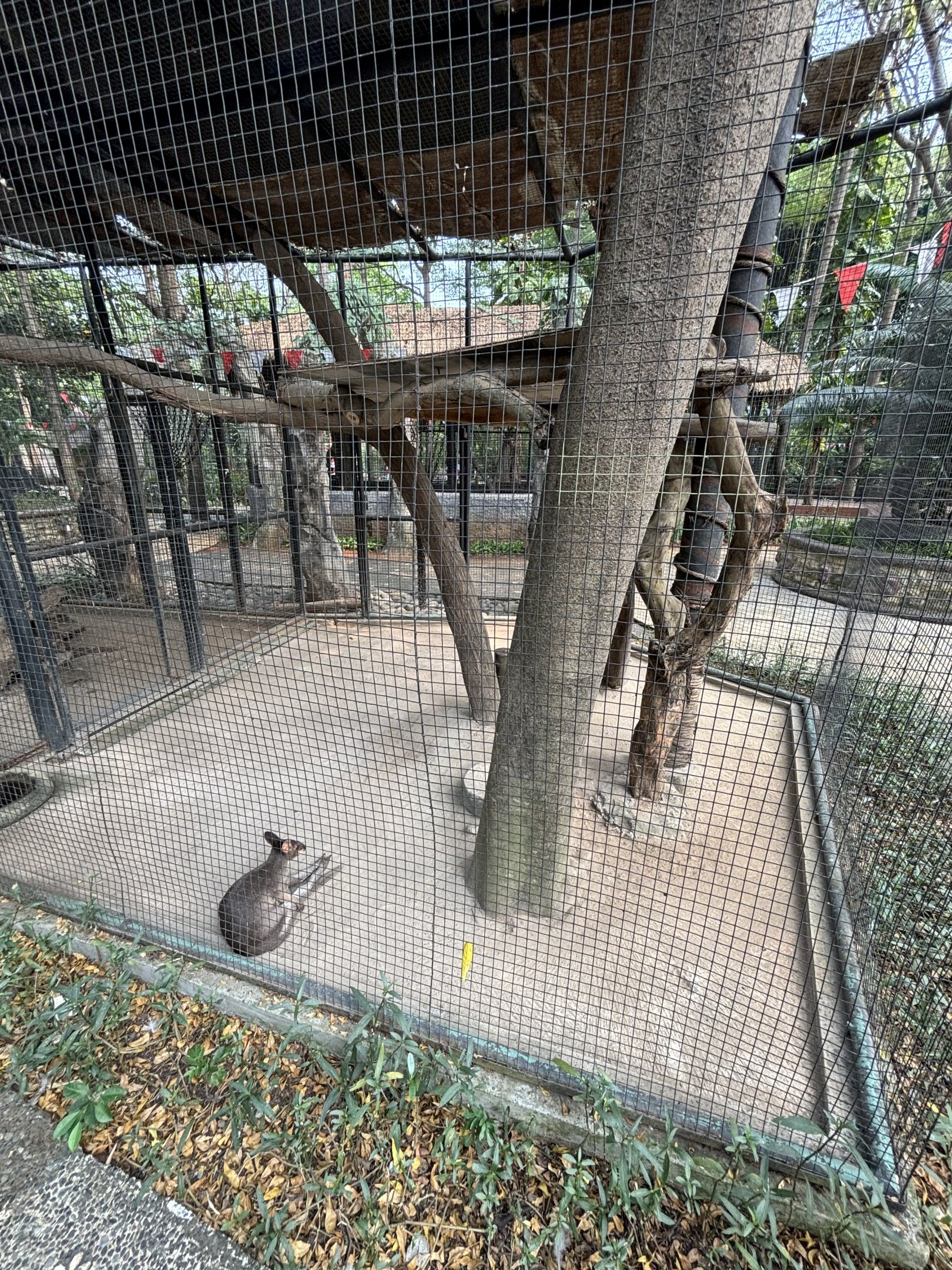 Dusky Pademelon Exhibit