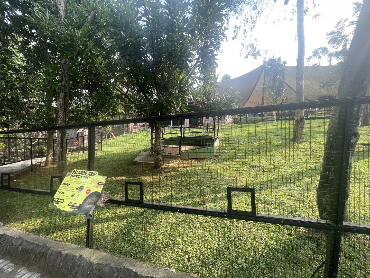dusky pademelon exhibit