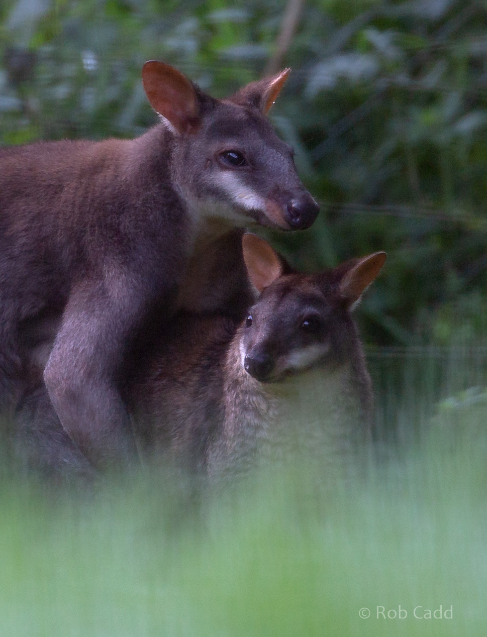 Dusky pademelon : Exmoor Zoo : 16 Sep 2020