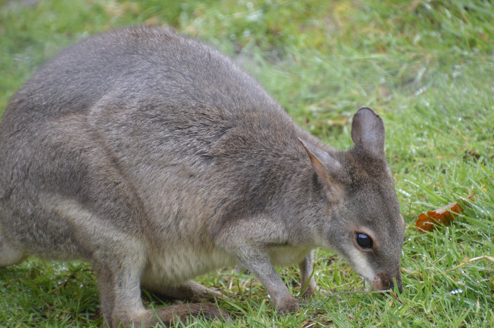 Dusky Pademelon - Exmoor Zoo April 2018