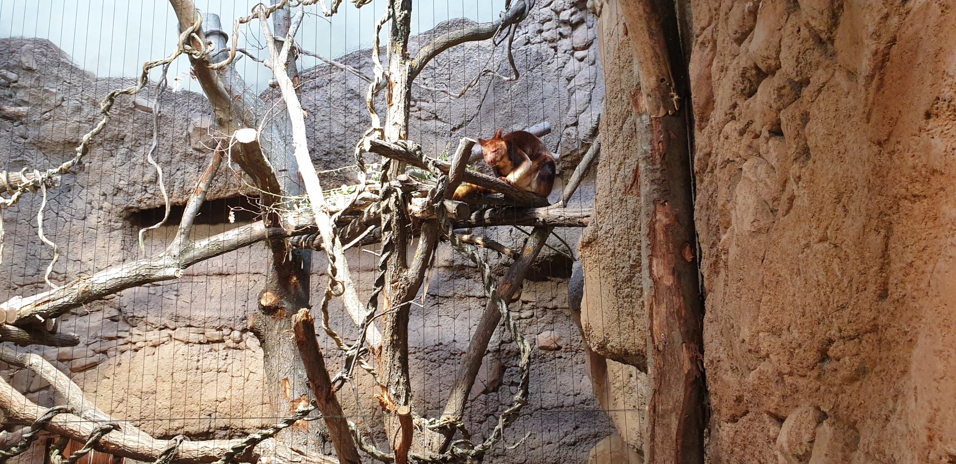 Dusky Pademelon/ Goodfellow's Tree-Kangaroo indoor