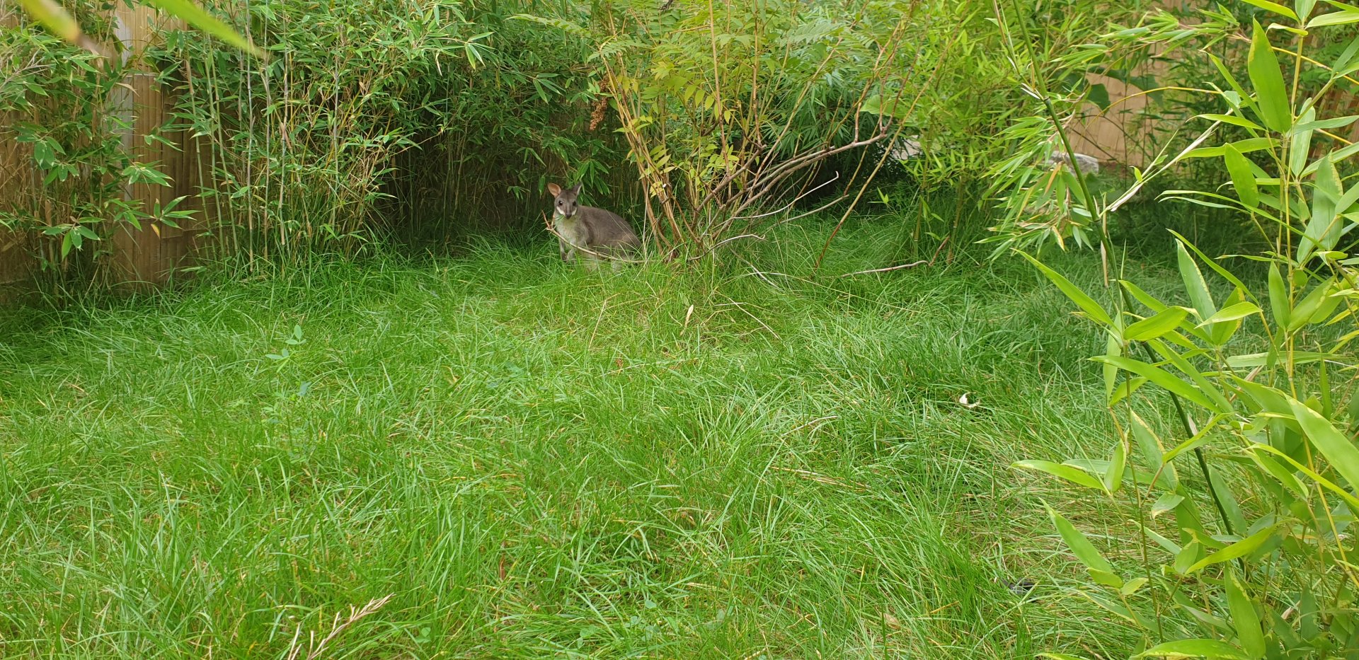 Dusky Pademelon/ Goodfellow's Tree-Kangaroo Walktrough enclosure