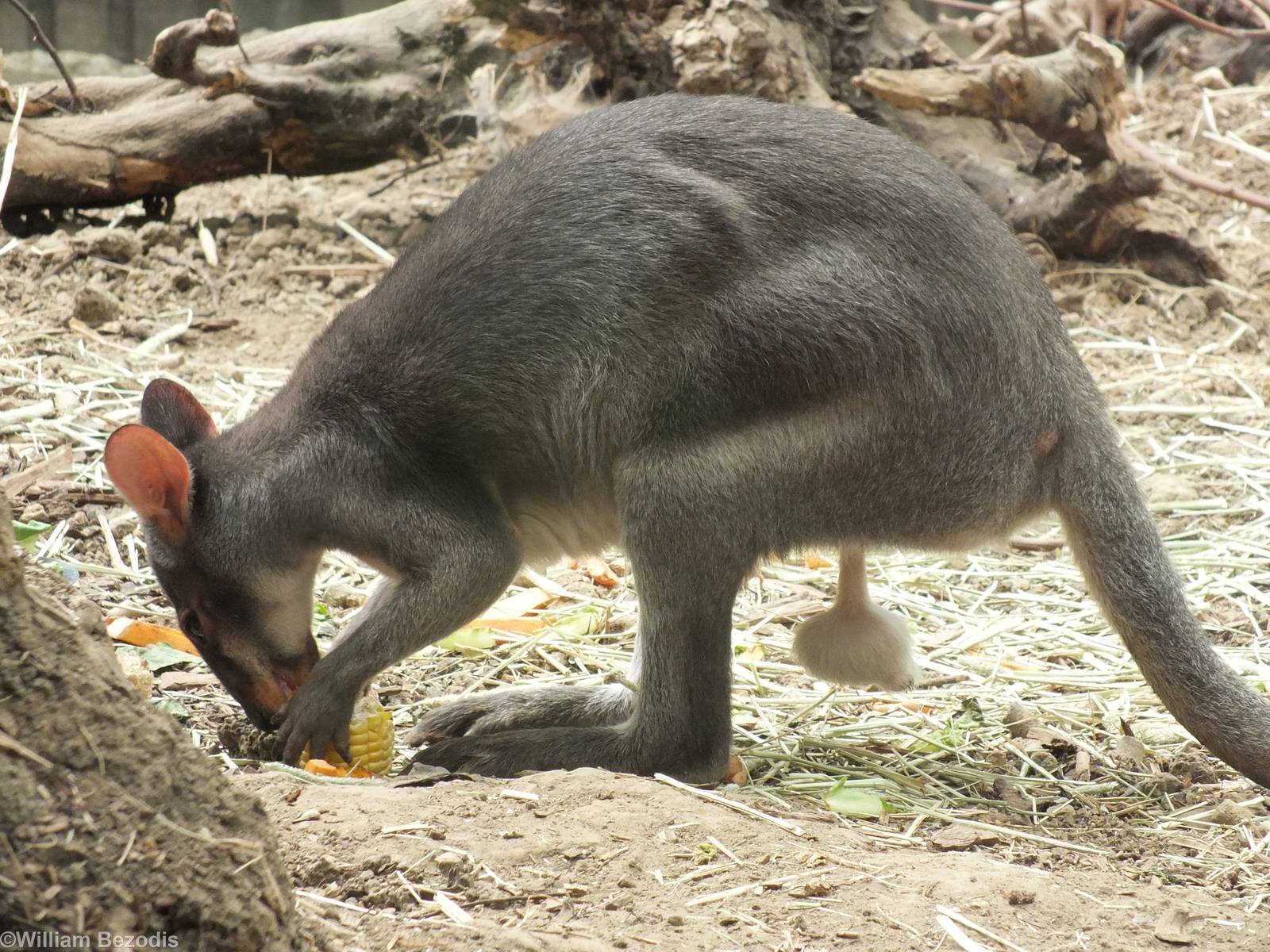 Dusky Pademelon (I think)