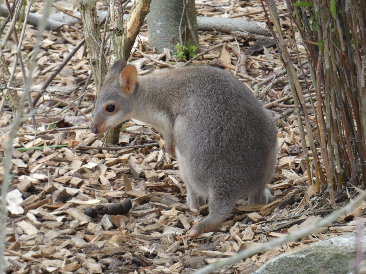 Dusky Pademelon joey