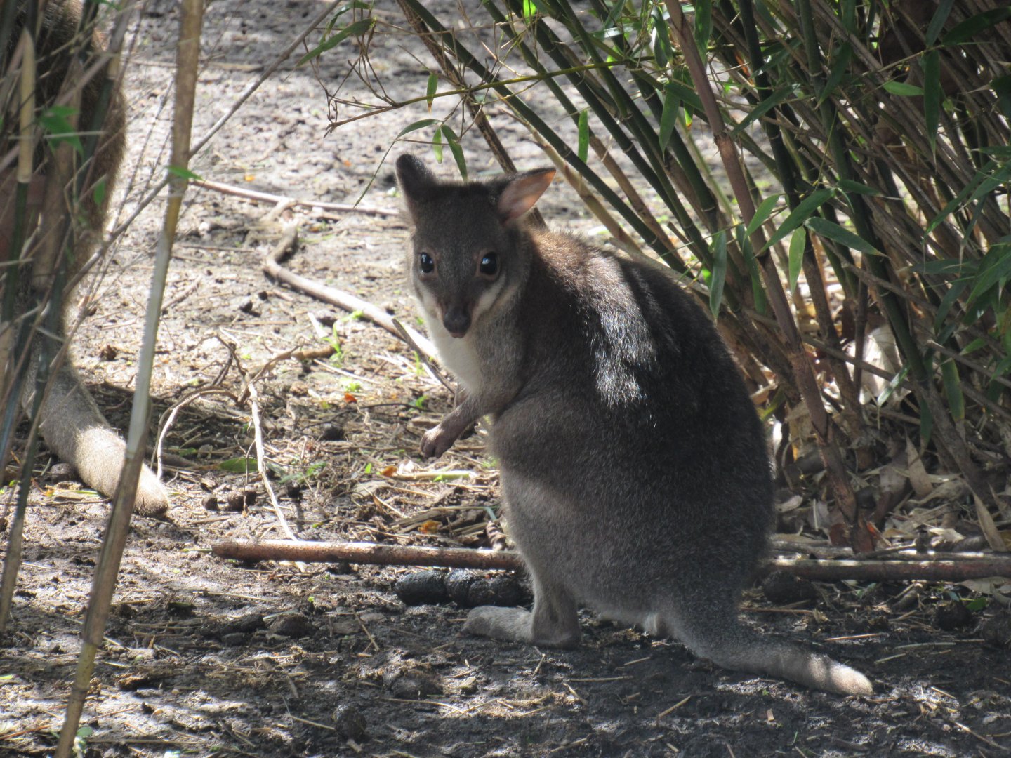 Dusky pademelon joey