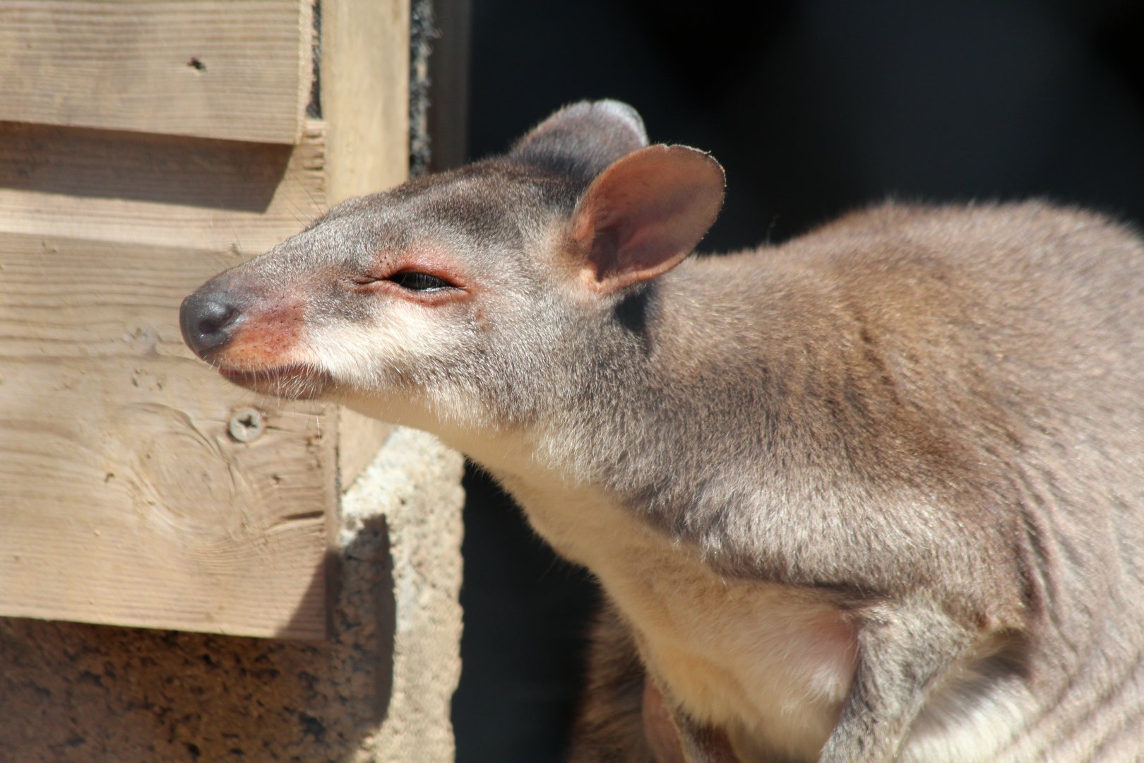 Dusky Pademelon - July 2019