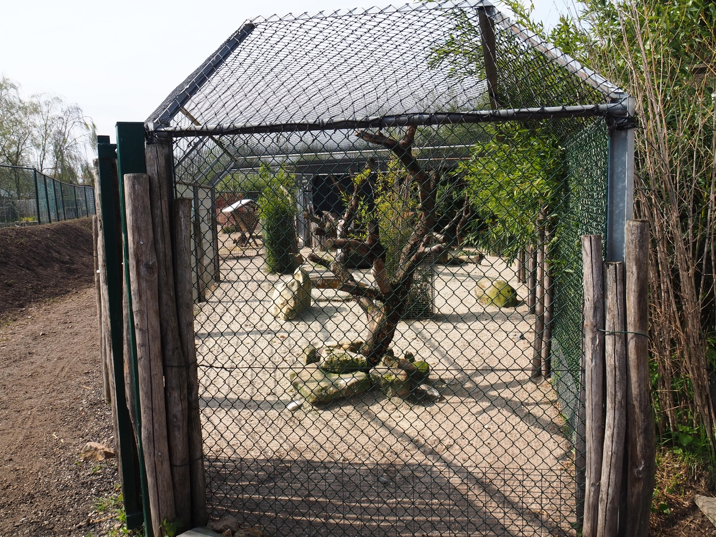 Dusky pademelon - Laughing kookaburra exhibit, 2019-04-06
