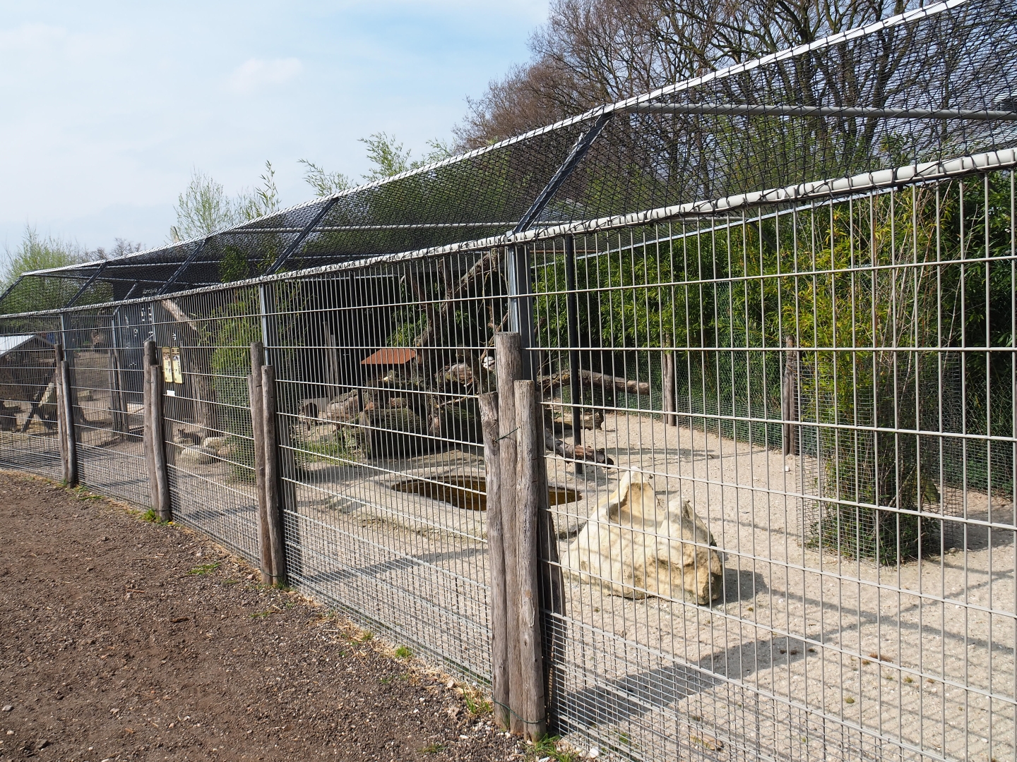 Dusky pademelon - Laughing kookaburra exhibit, 2019-04-06