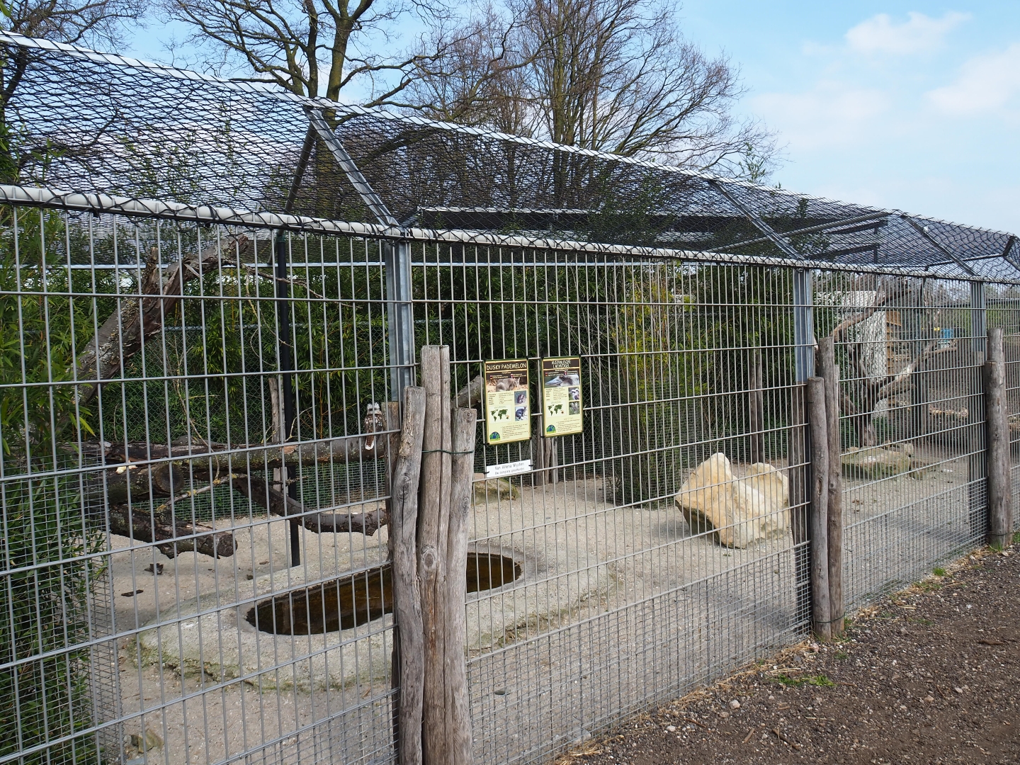 Dusky pademelon - Laughing kookaburra exhibit, 2019-04-06