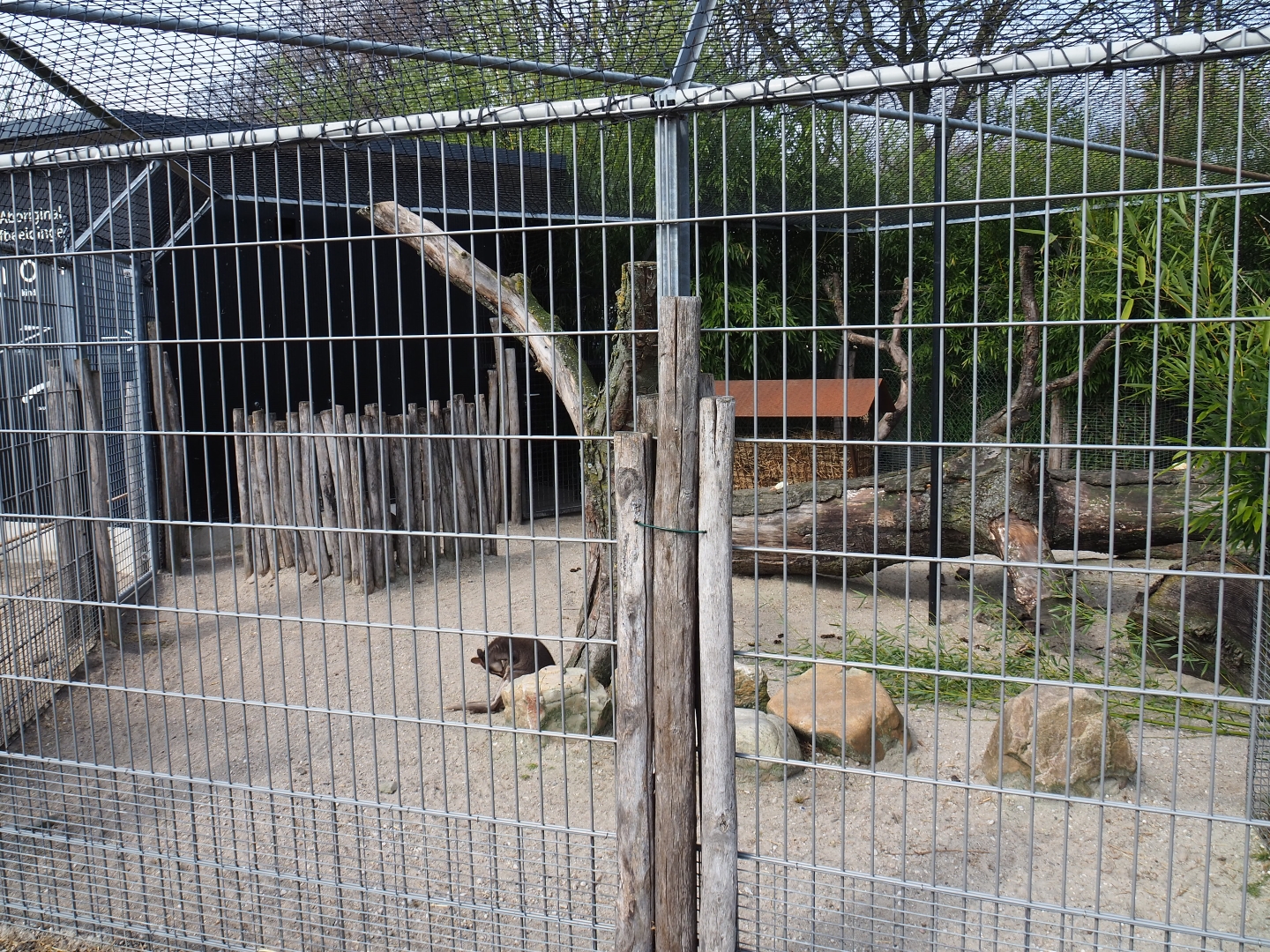 Dusky pademelon - Laughing kookaburra exhibit, 2019-04-06