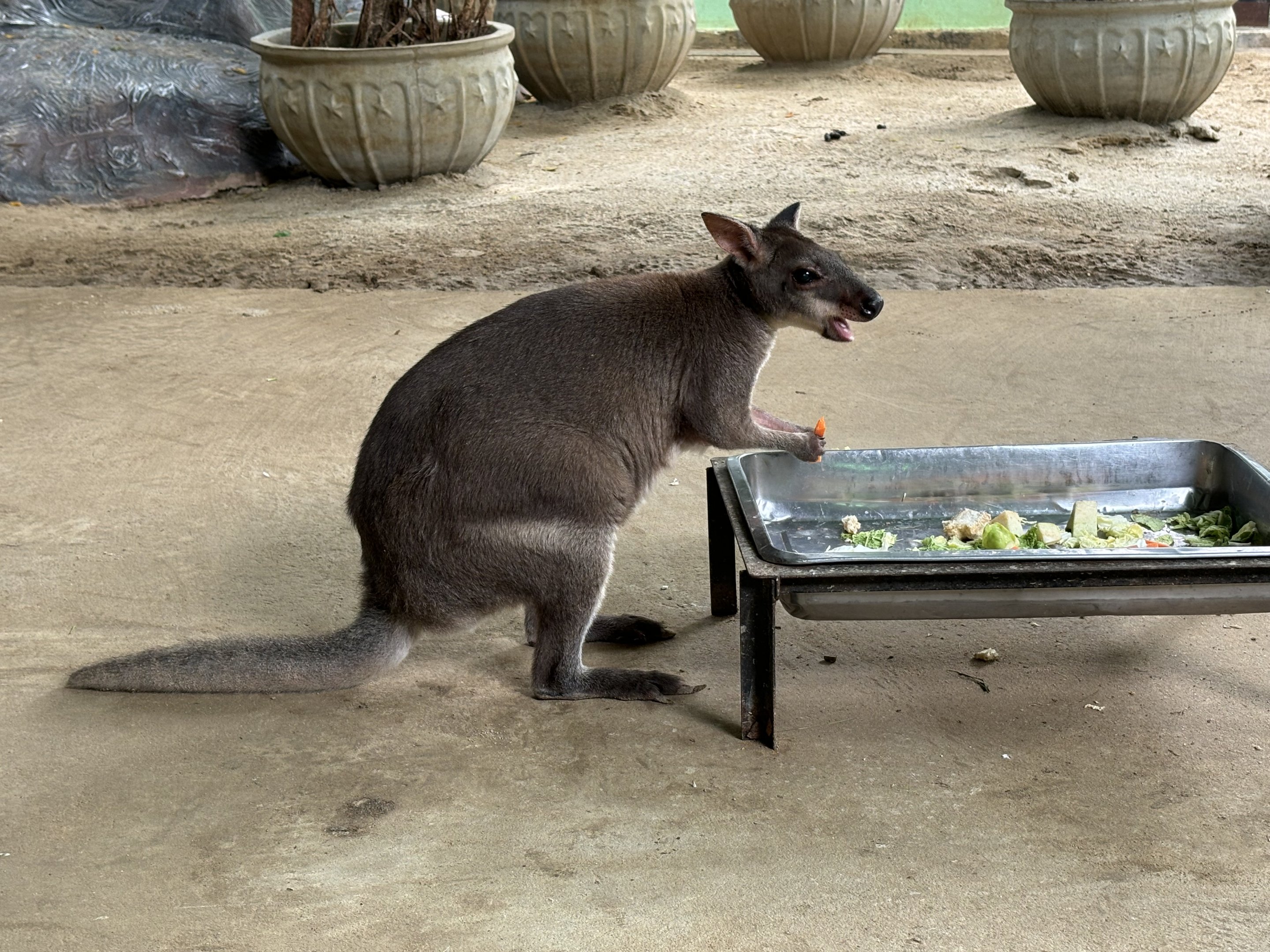 Dusky Pademelon - Lion Park