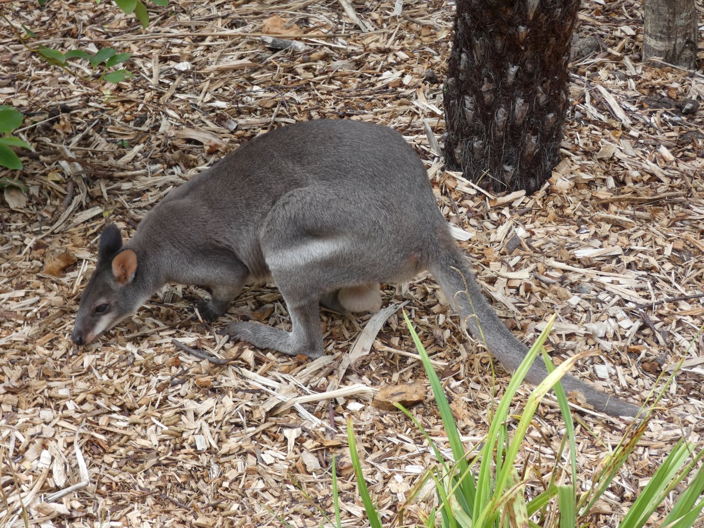 Dusky Pademelon male