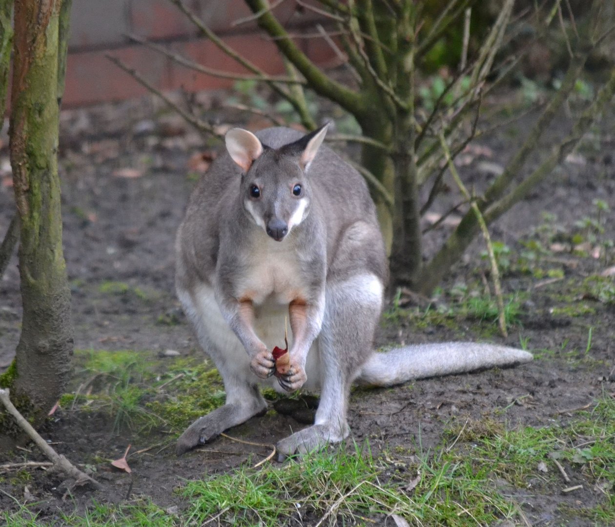 Dusky Pademelon - March 2018