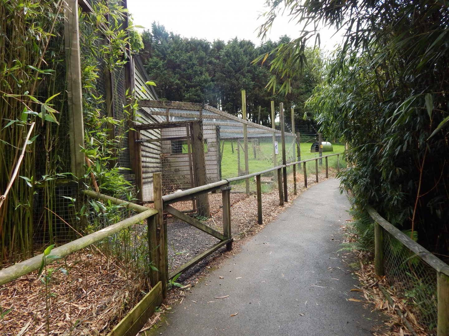 Dusky pademelon/Parma wallaby enclosure 050625