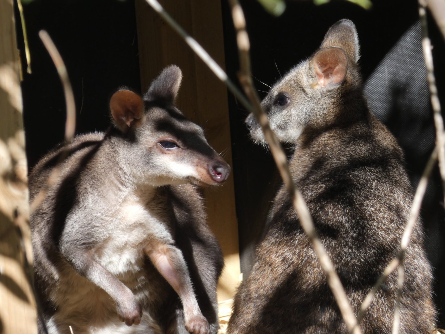 Dusky Pademelon & Parma Wallaby