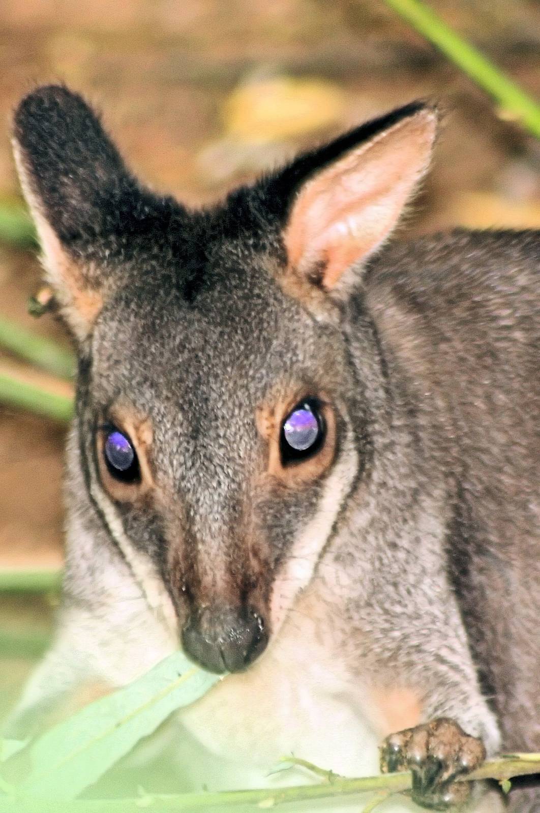 Dusky pademelon; Plzen; 2nd September 2012