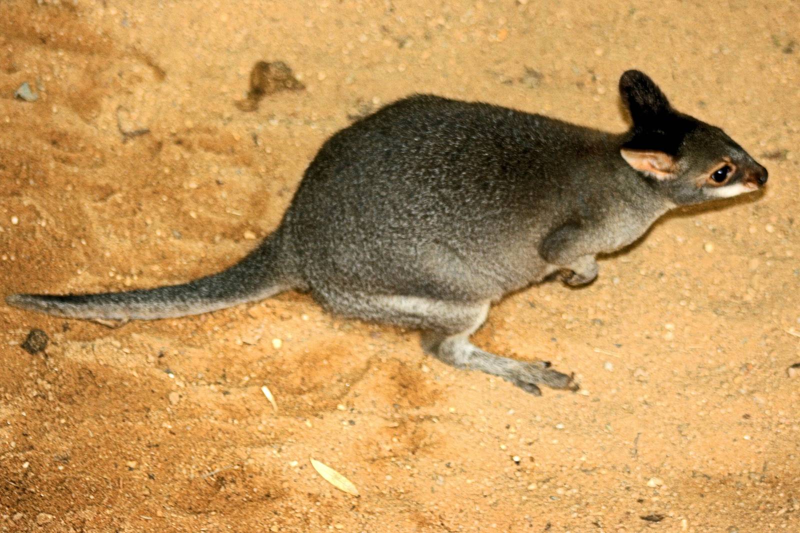 Dusky pademelon; Plzen; 2nd September 2012