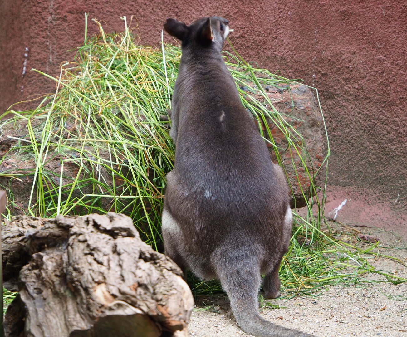 Dusky pademelon Roel (Thylogale brunii), 2020-05-23