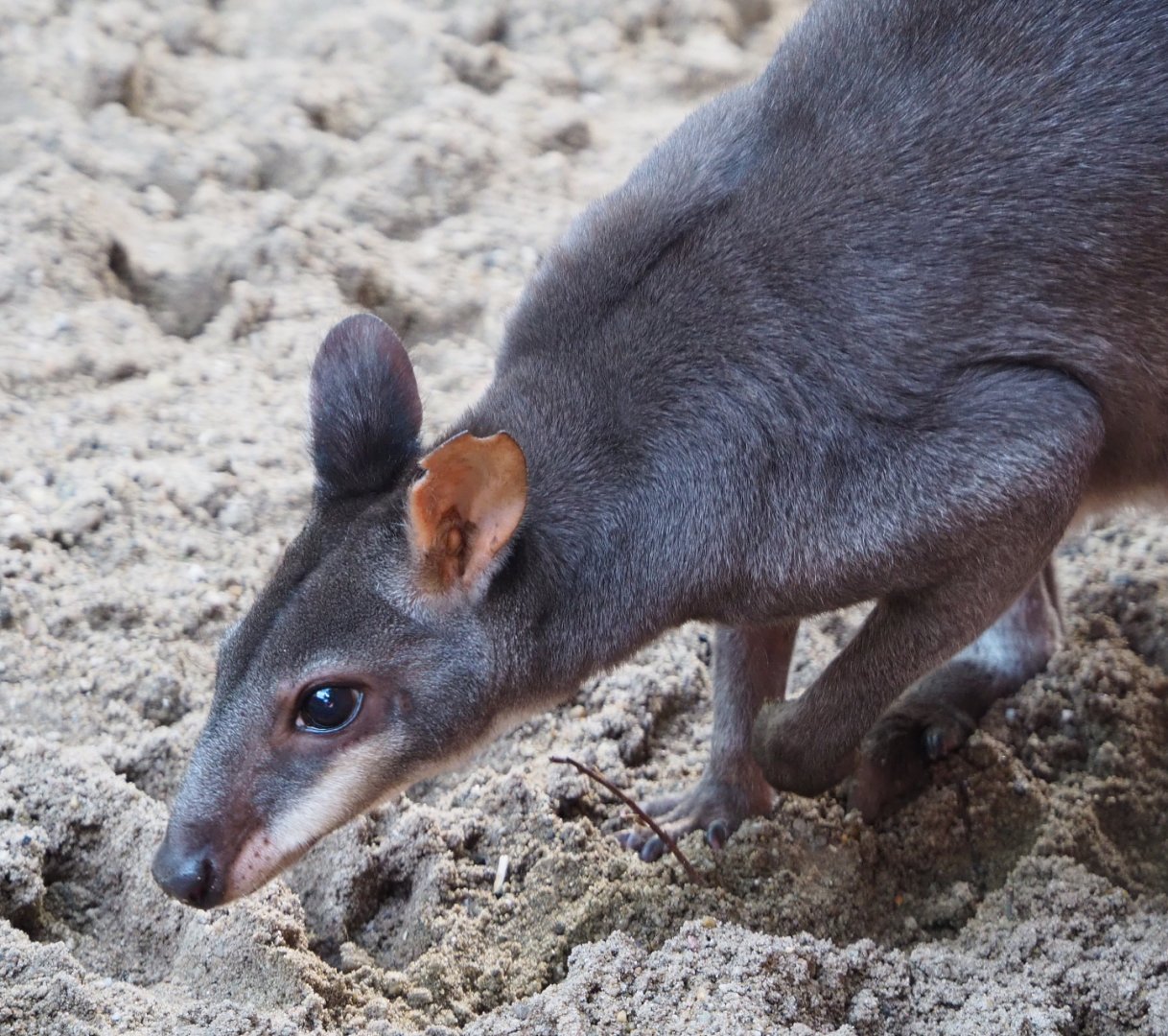 Dusky pademelon Roel (Thylogale brunii), 2020-06-12