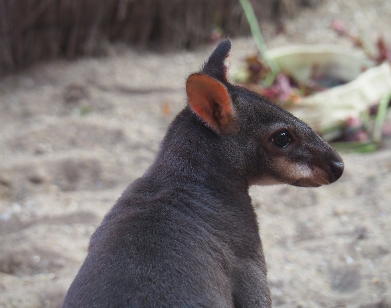 Dusky pademelon Roel (Thylogale brunii), 2020-09-16
