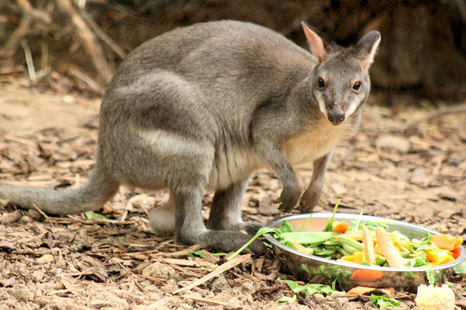 Dusky pademelon; RSCC; 22nd May 2015