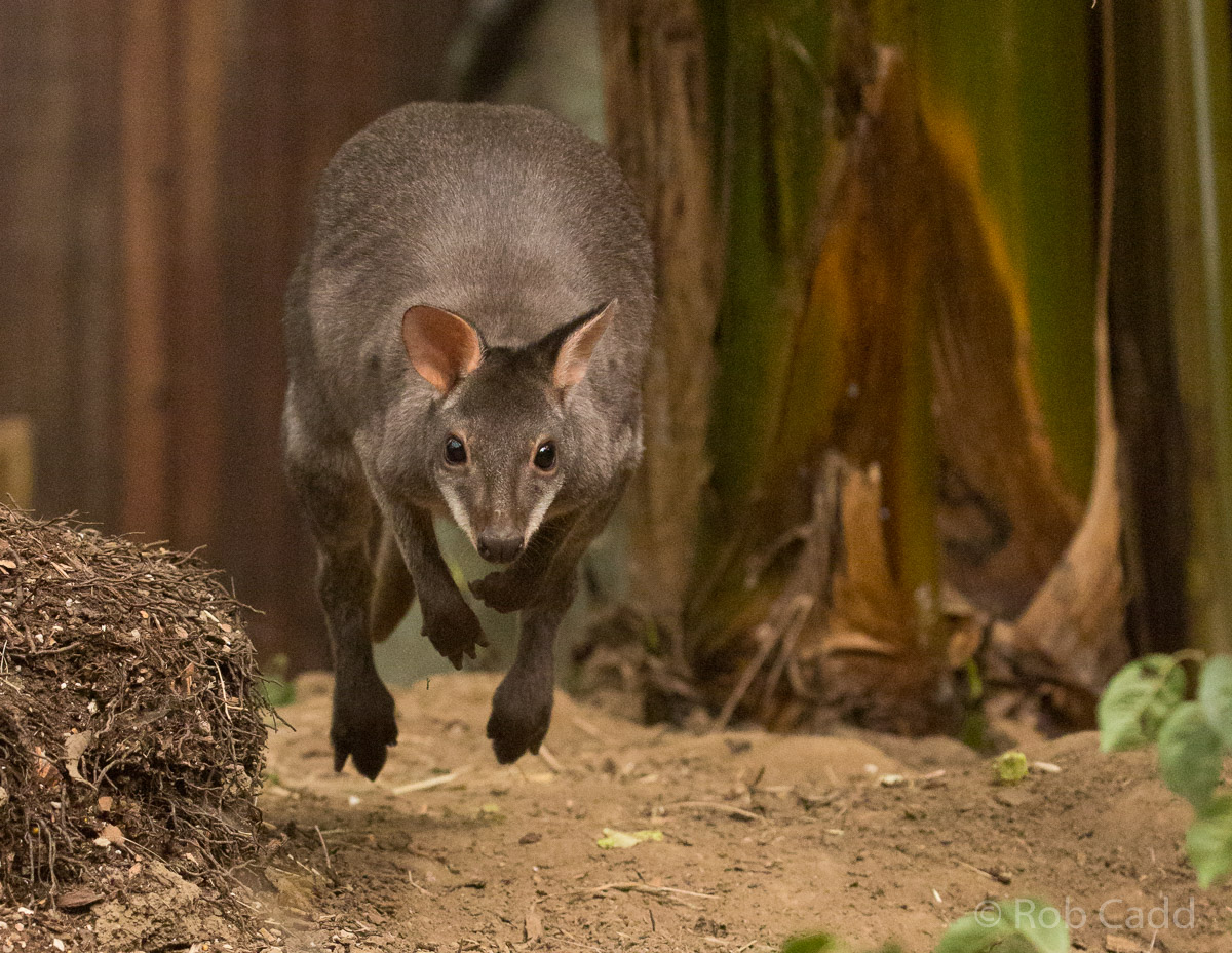 Dusky pademelon : RSCC : 28 Aug 2015