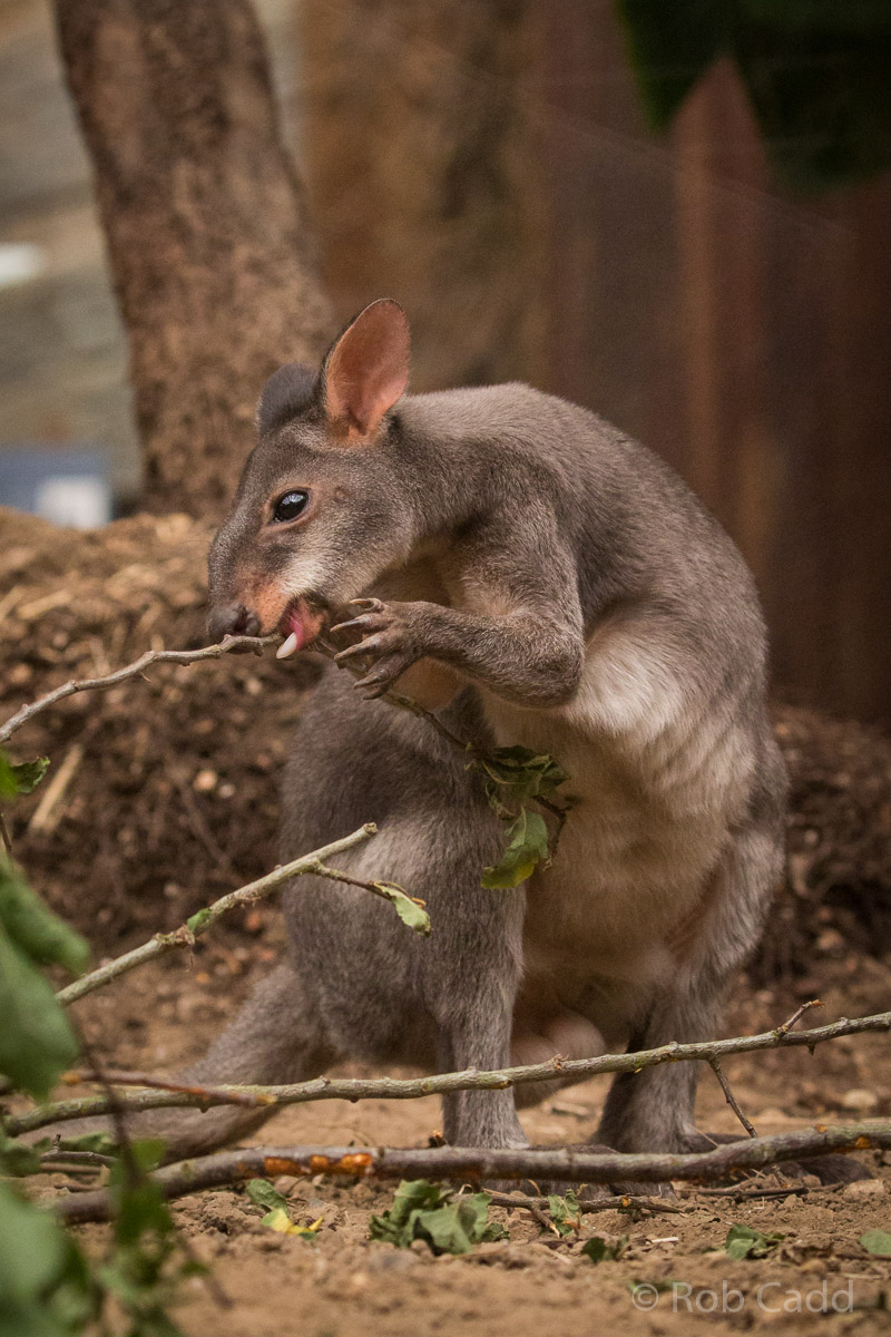 Dusky pademelon : RSCC : 28 Aug 2015