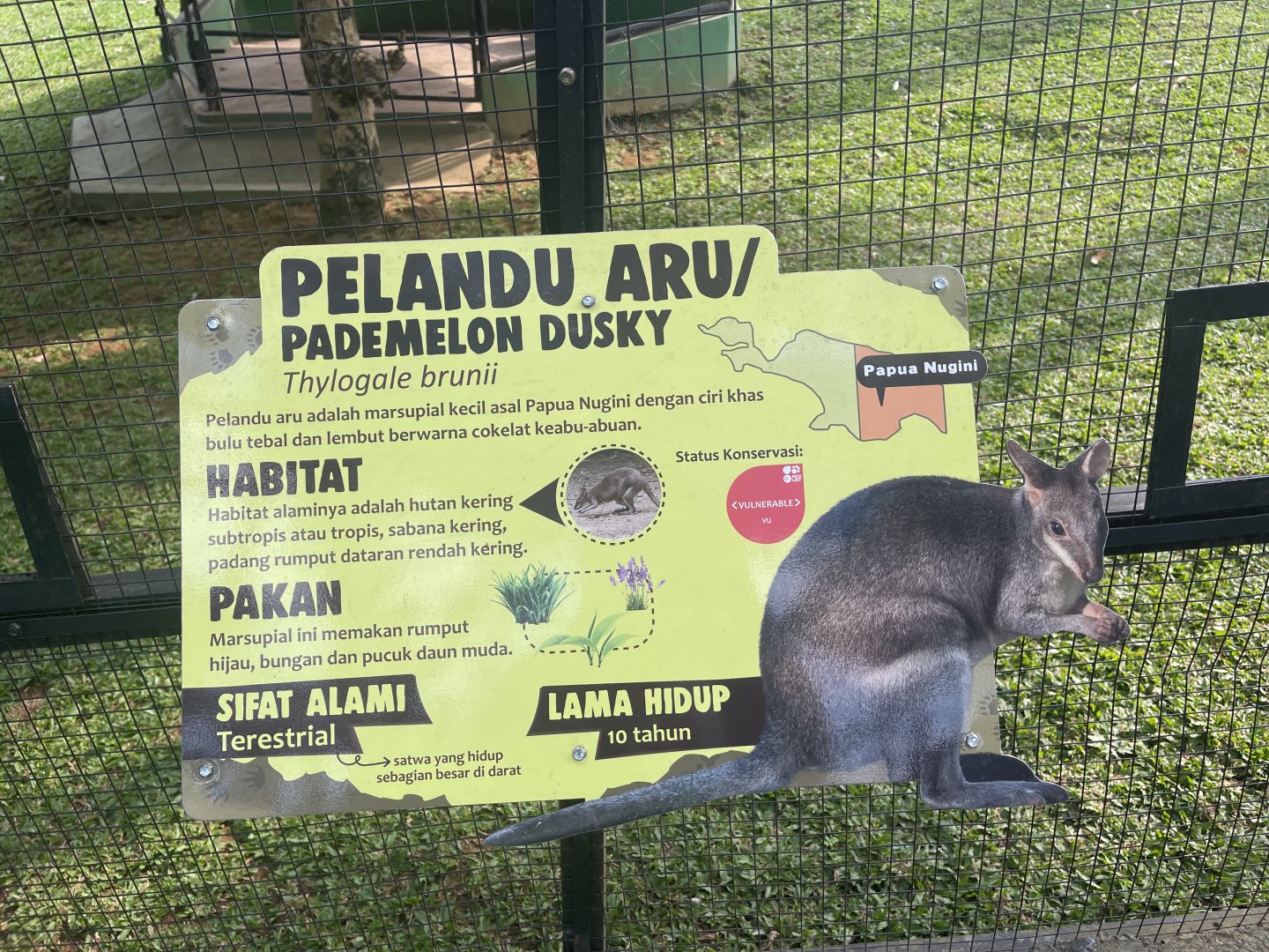 dusky pademelon signage