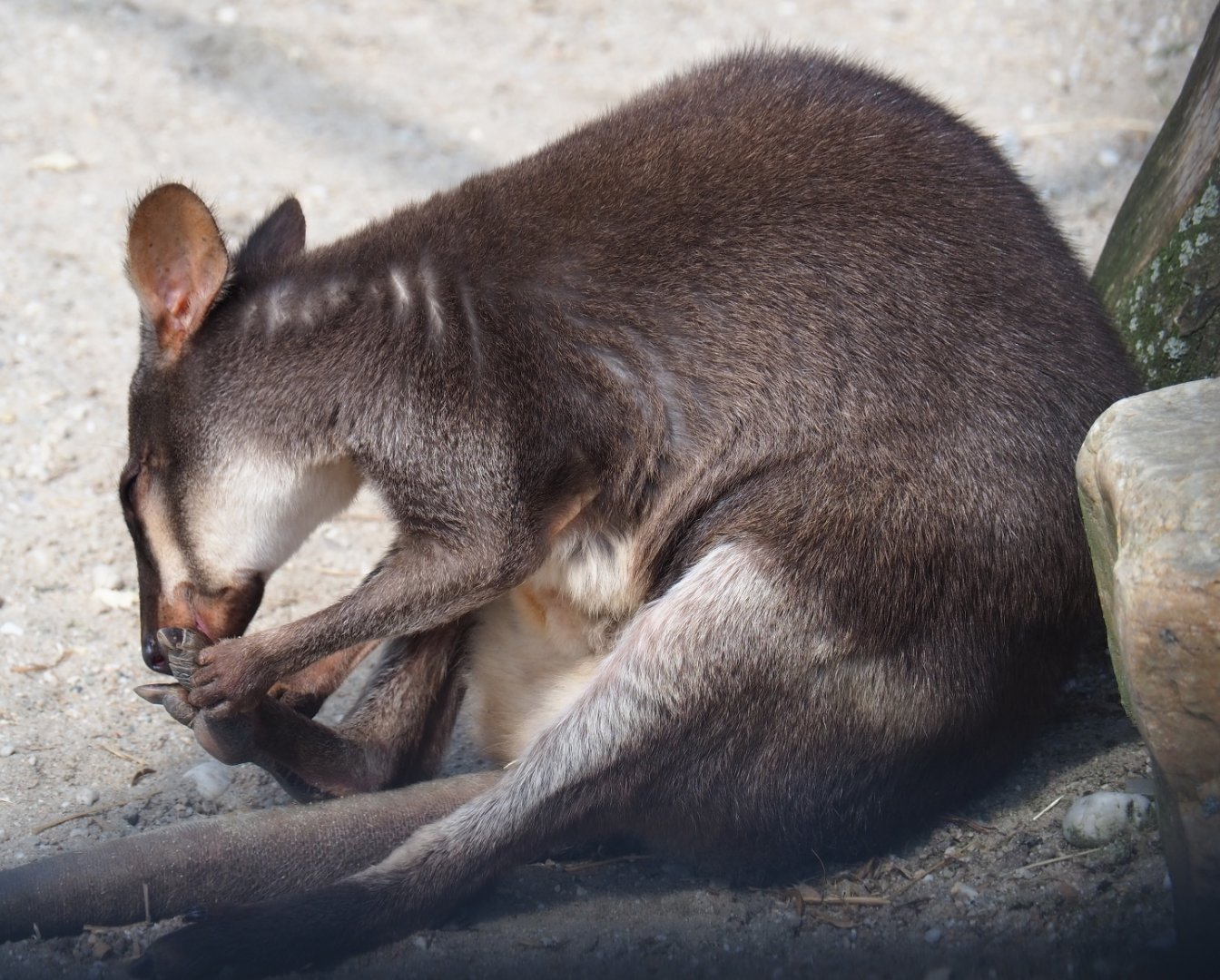 Dusky pademelon (Thylogale brunii), 2019-04-06