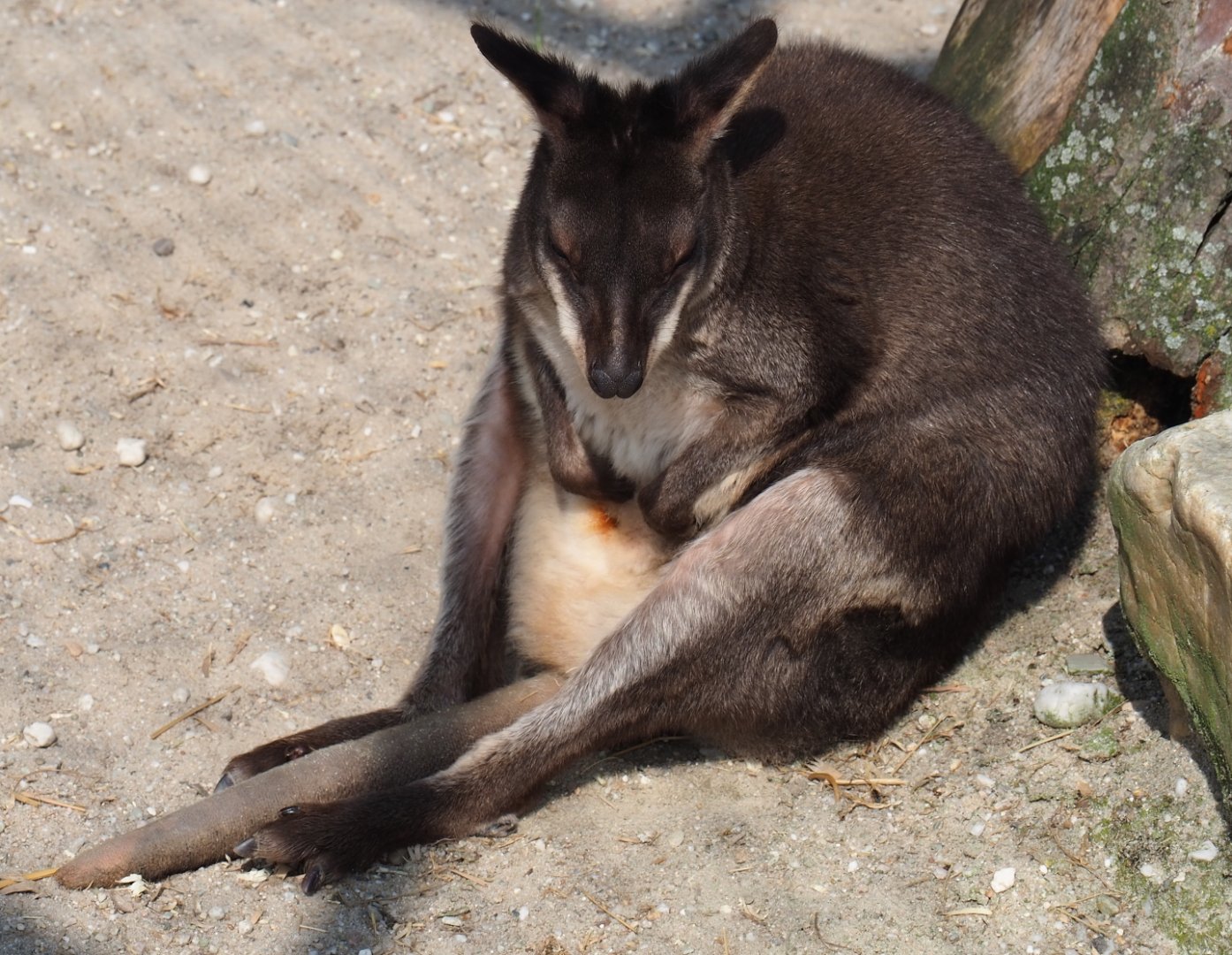 Dusky pademelon (Thylogale brunii), 2019-04-06