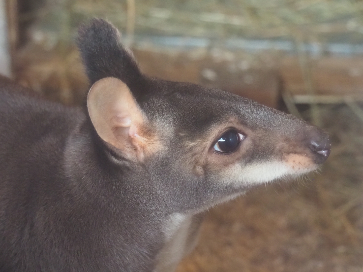 Dusky pademelon (Thylogale brunii), 2019-12-28