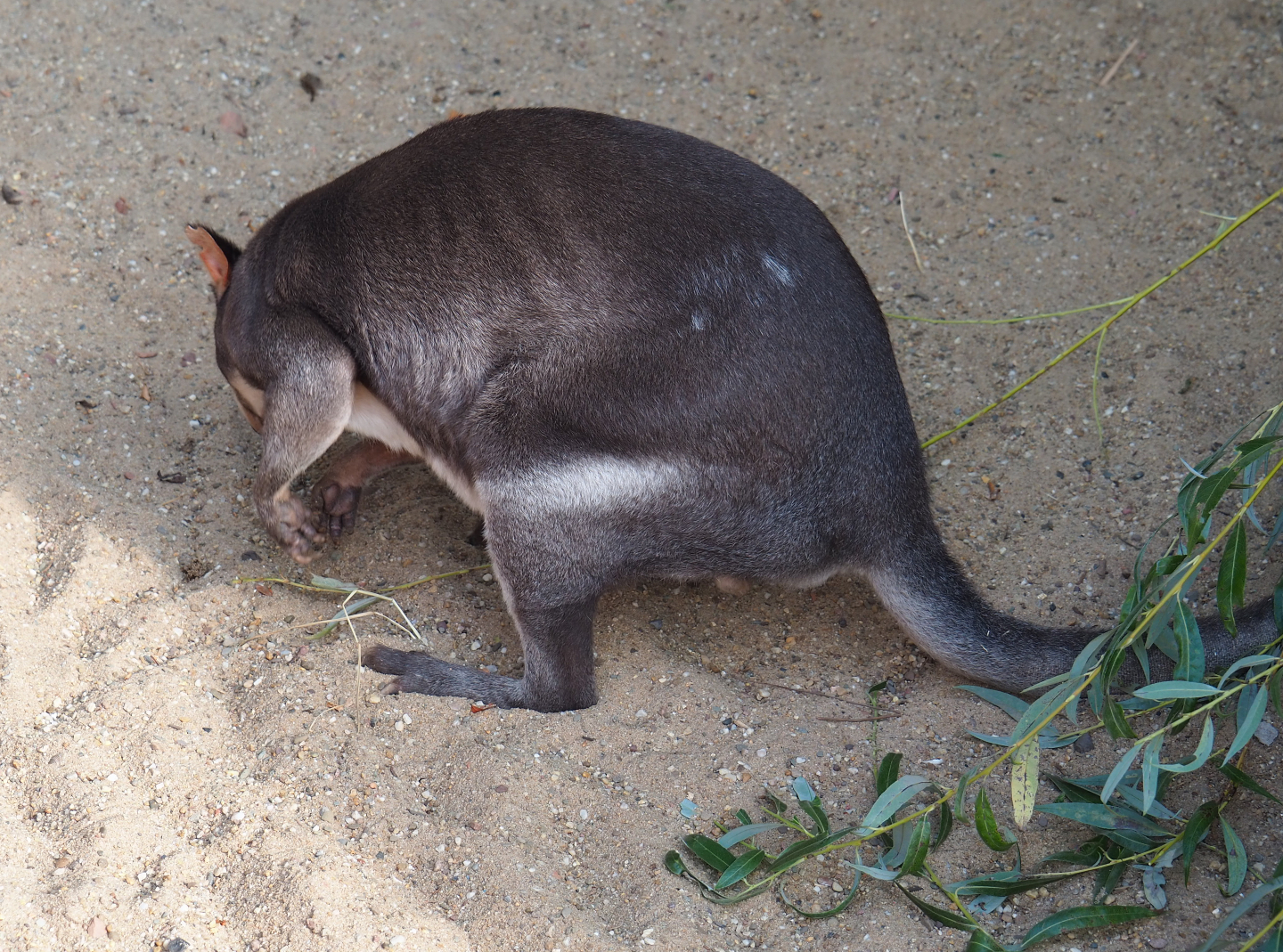 Dusky pademelon (Thylogale brunii), 2020-08-15