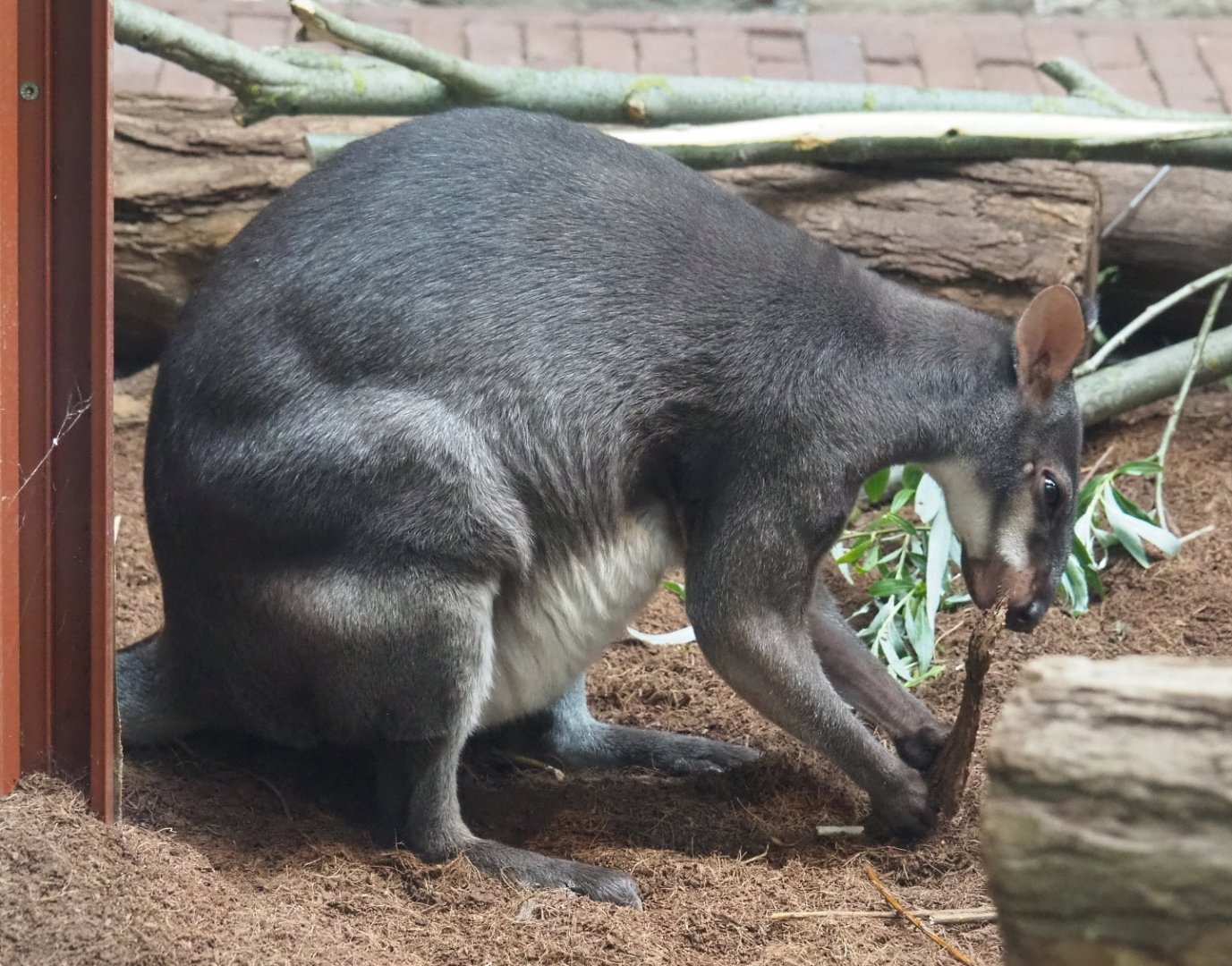 Dusky pademelon (Thylogale brunii), 2021-06-12